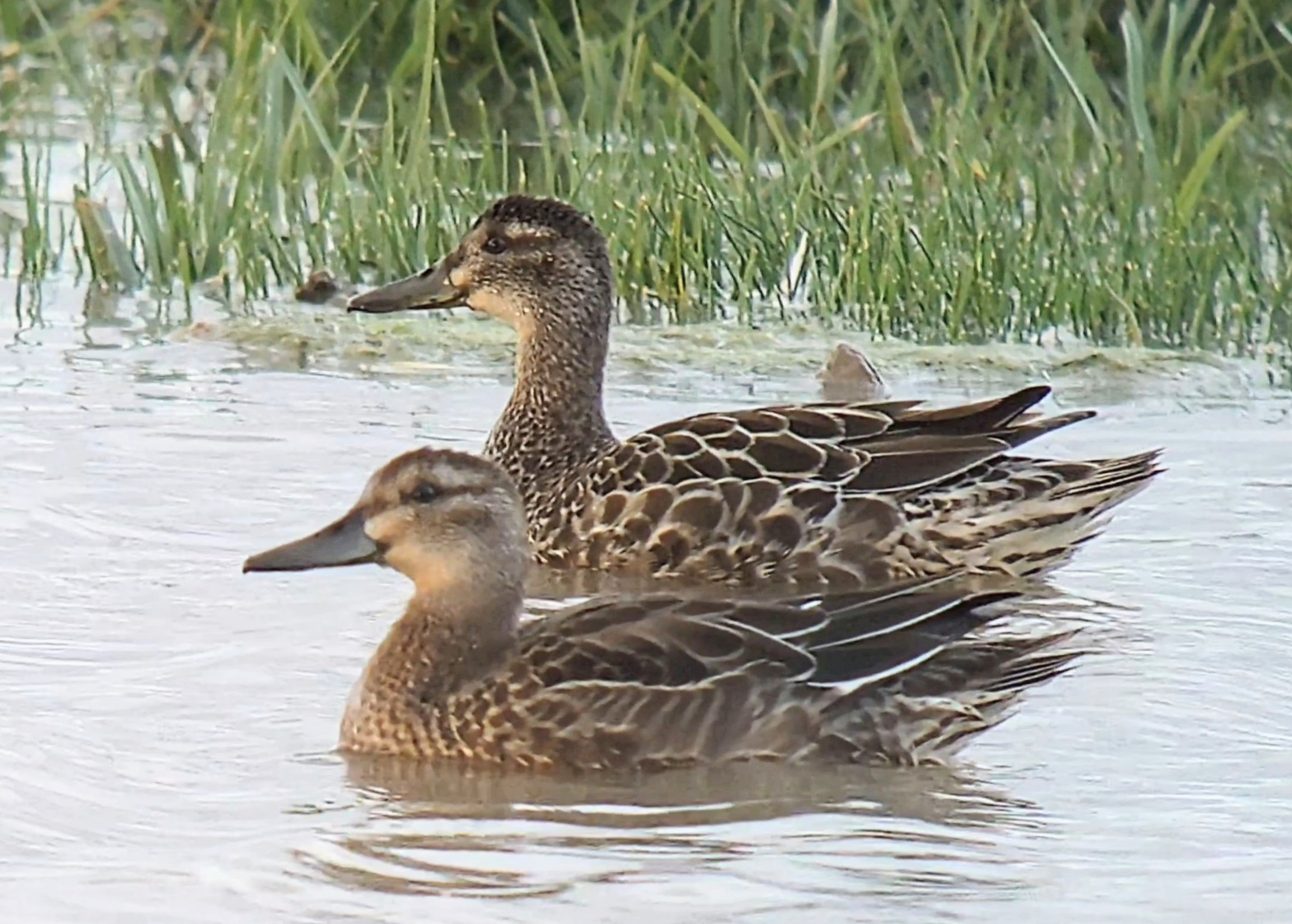 Garganey - 20-08-2026