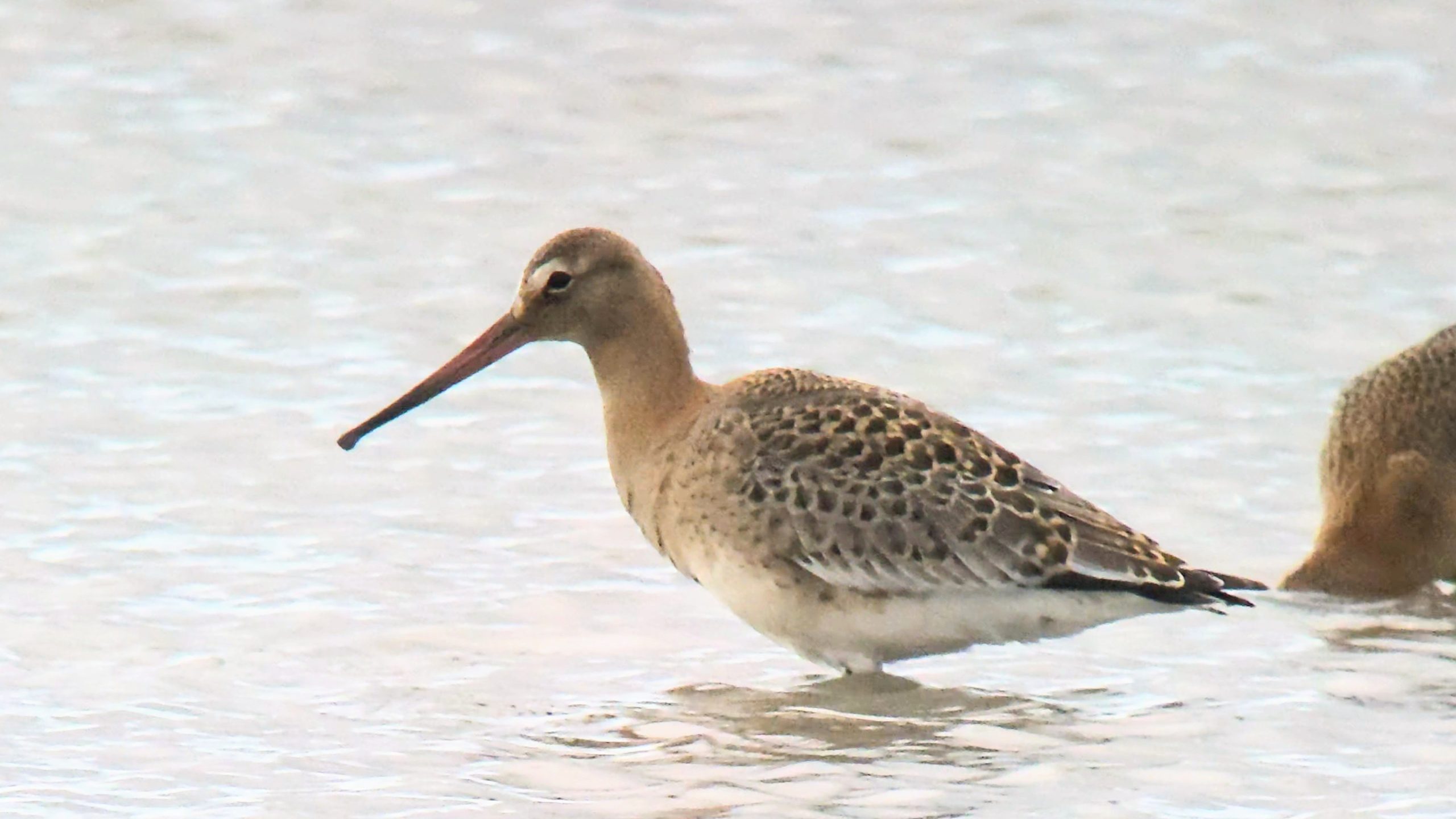 Black-tailed Godwit (Icelandic) - 20-08-2026