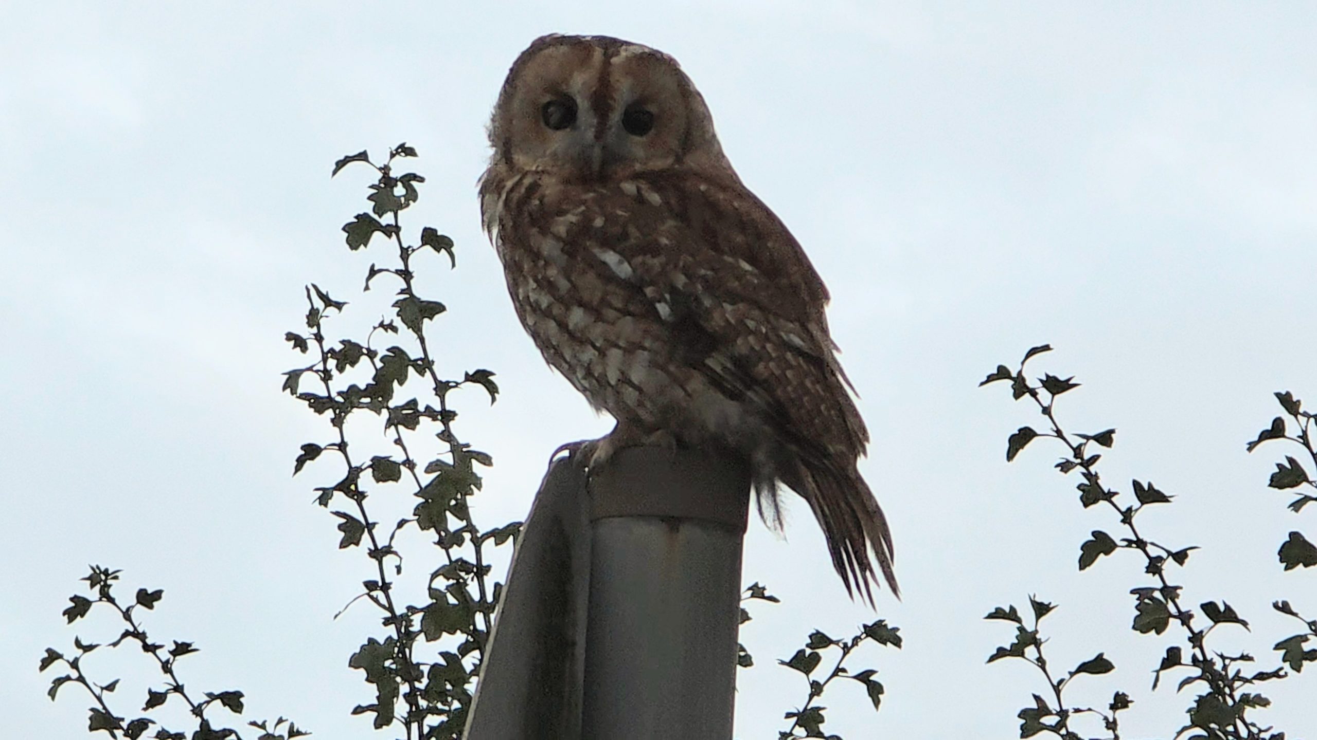 Tawny Owl - 20-08-2026
