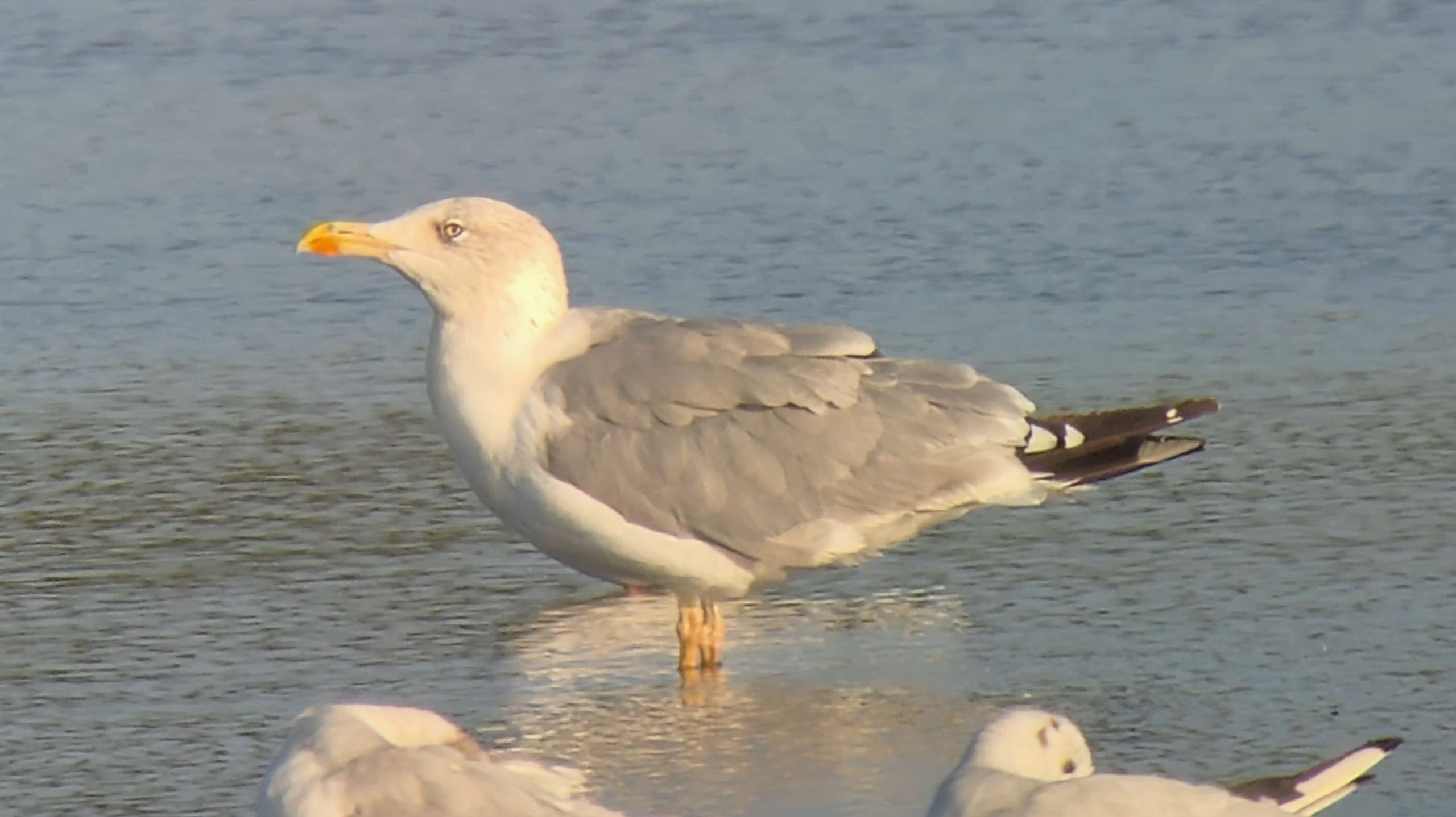 Yellow-legged Gull - 23-08-2026