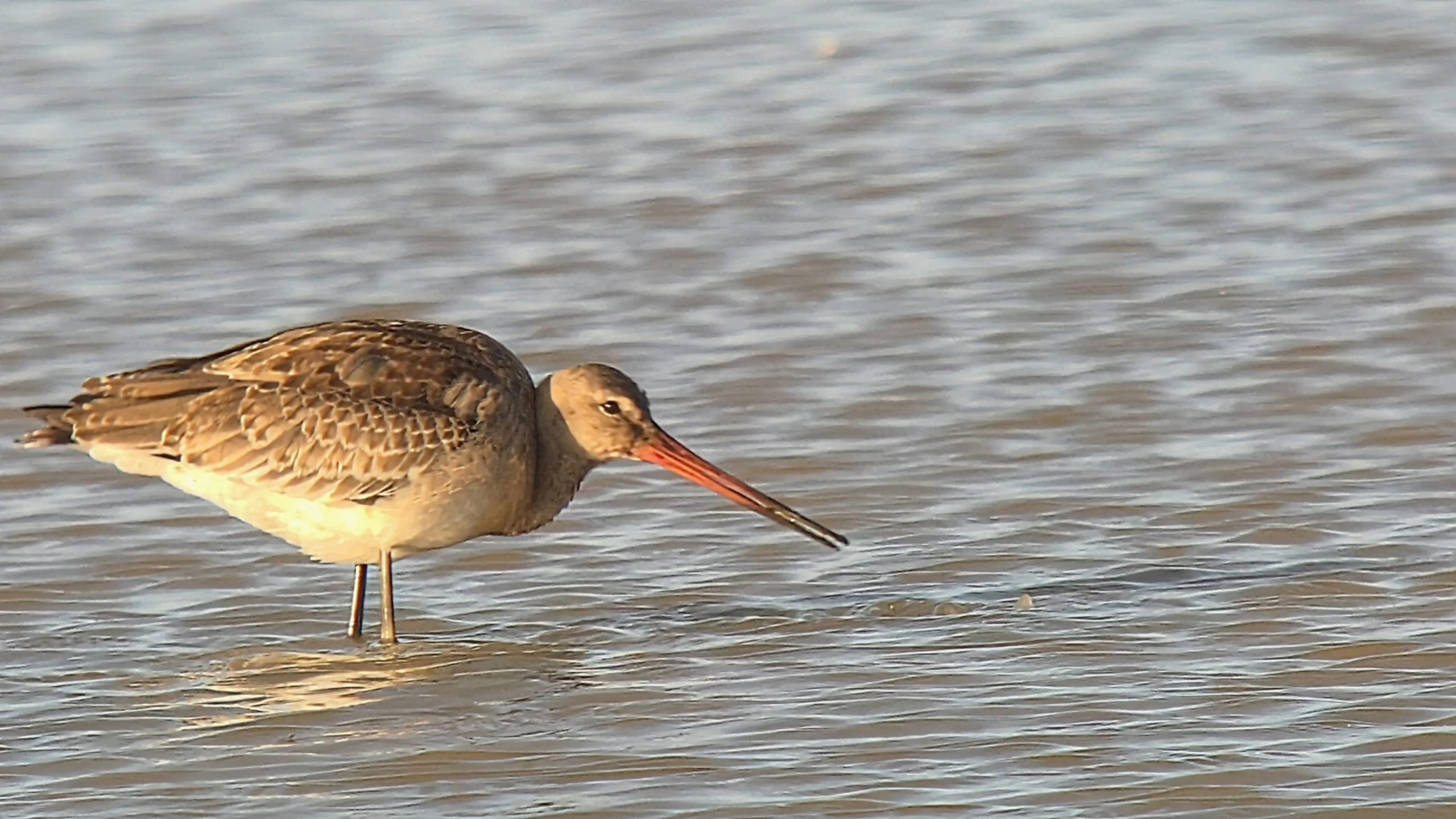 Black-tailed Godwit (European) - 23-08-2026