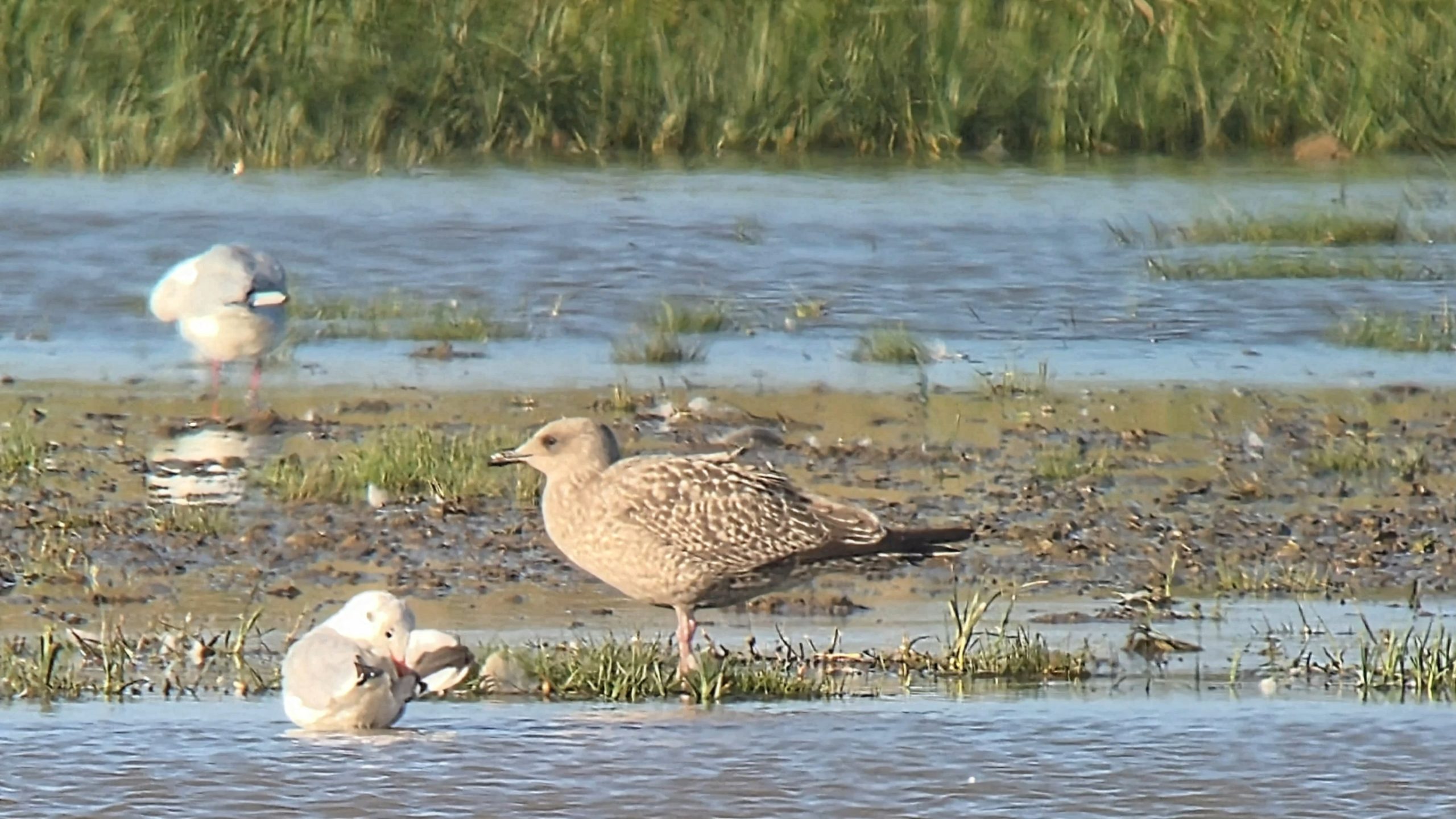 Herring Gull (Scandinavian) - 23-08-2026