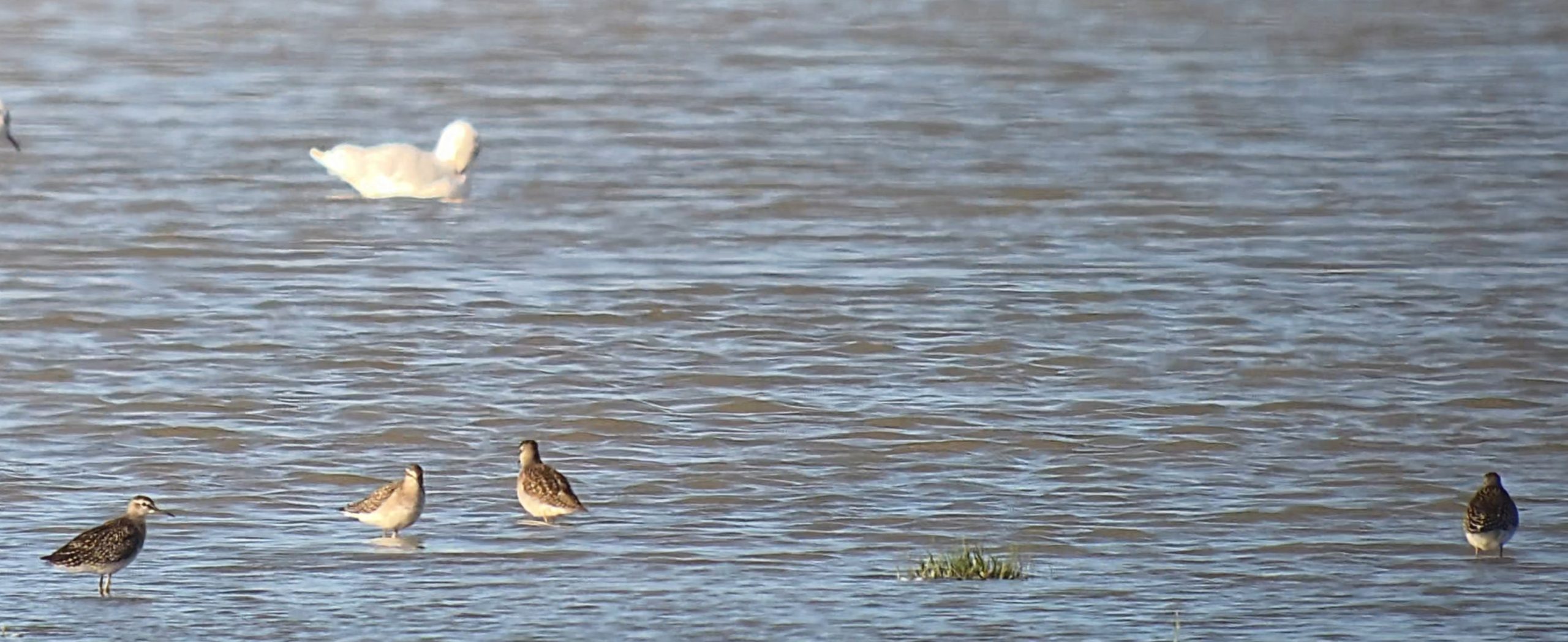 Wood Sandpiper - 23-08-2026