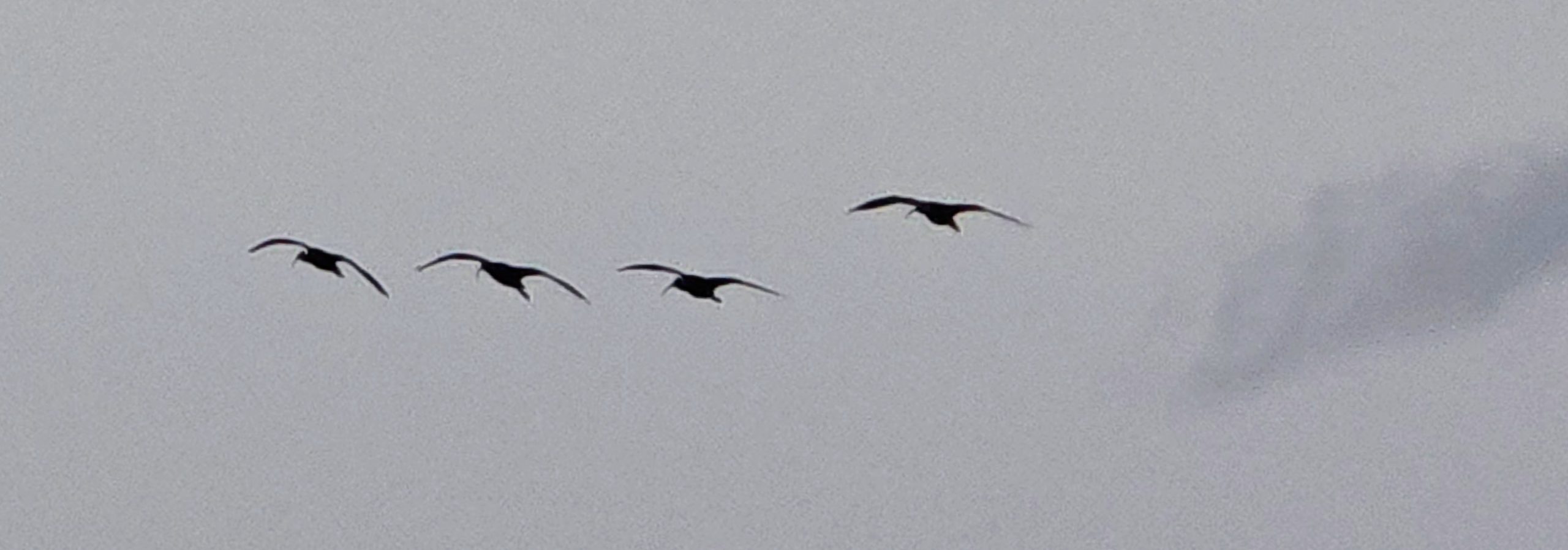 Glossy Ibis - 30-09-2026