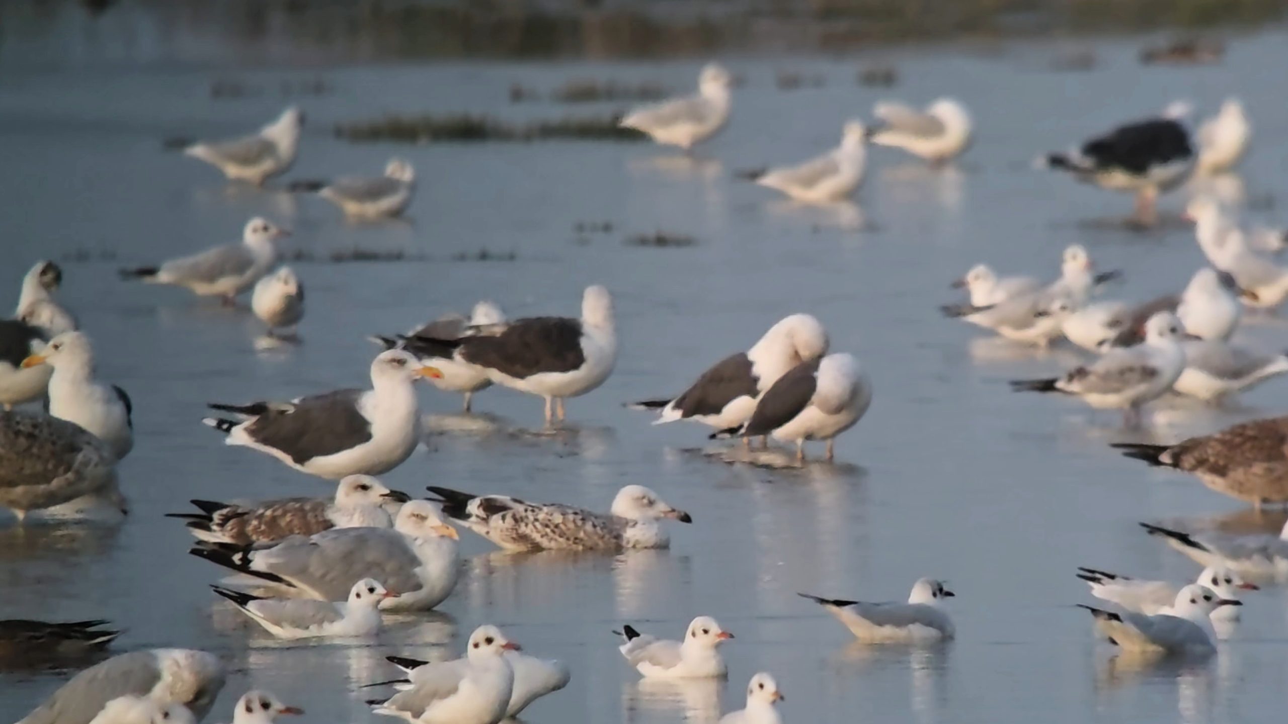 Caspian Gull - 30-09-2026