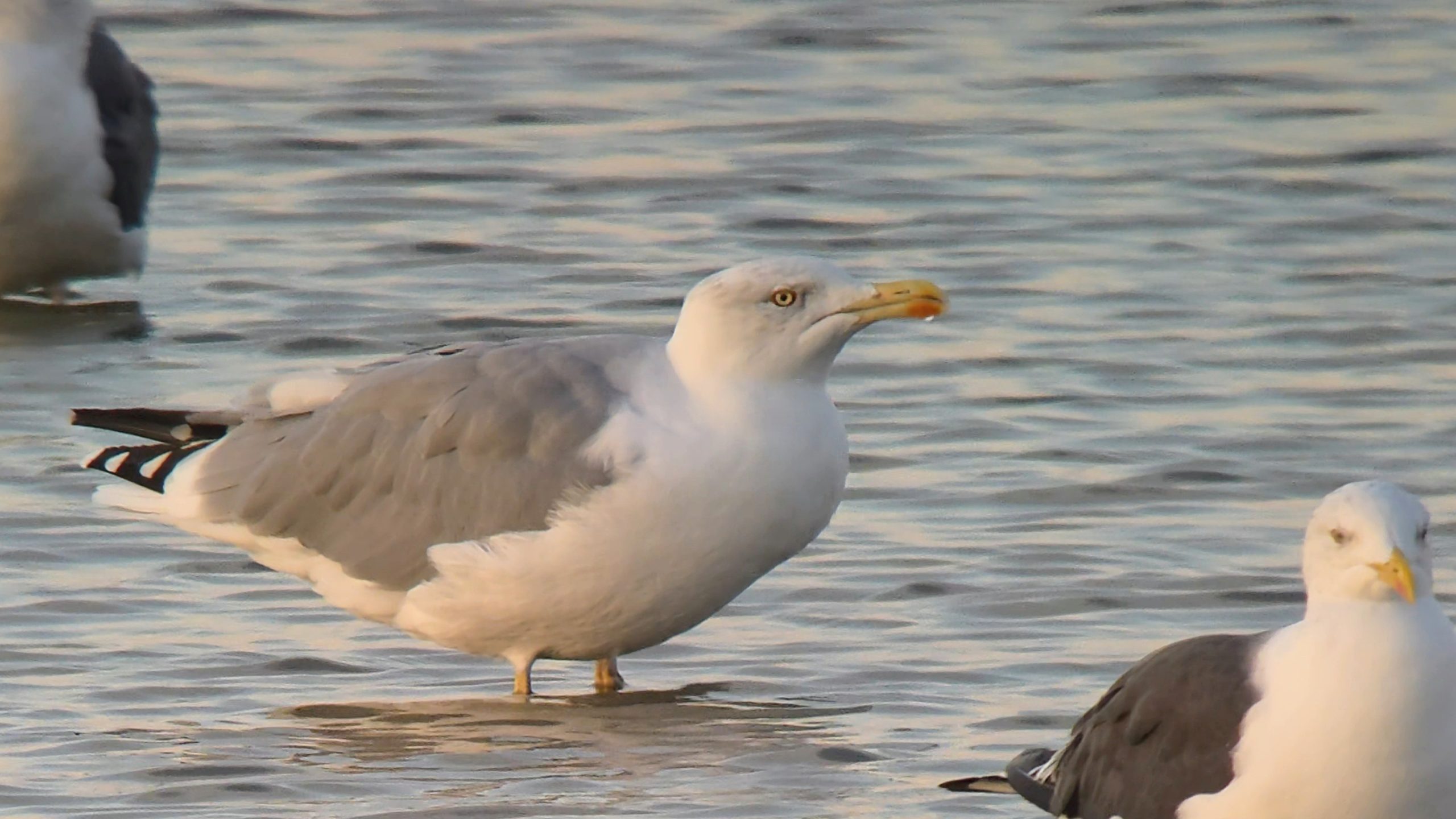 Yellow-legged Gull - 30-09-2026