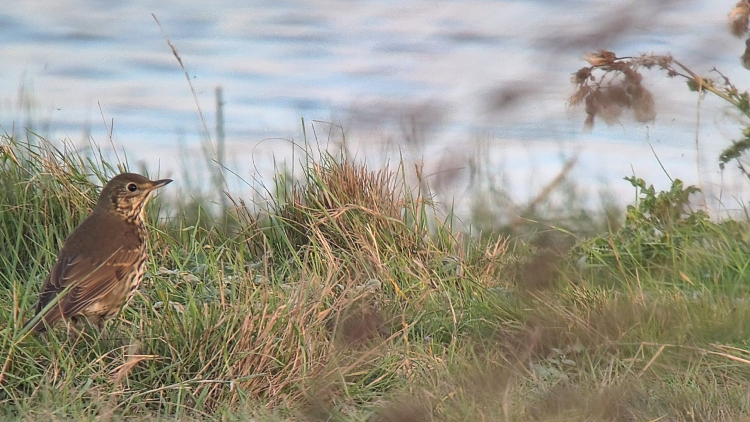 Song Thrush - 30-09-2026
