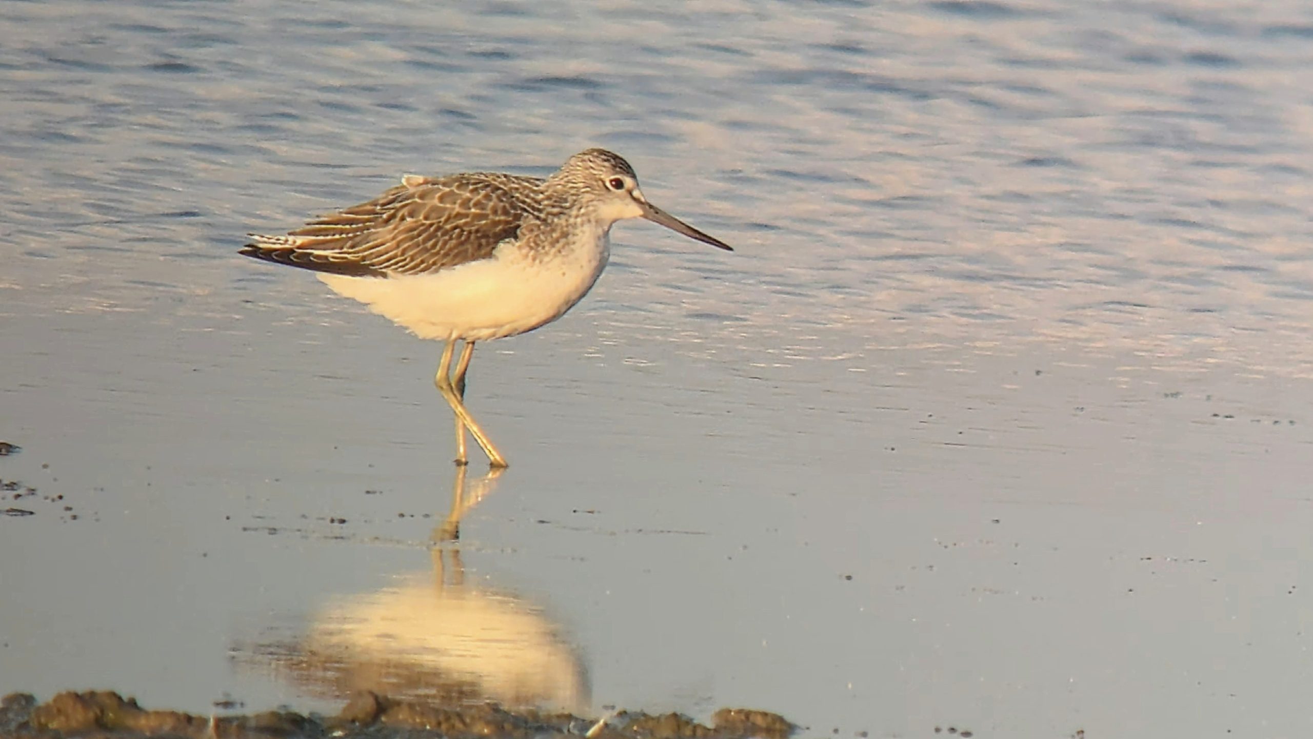 Greenshank - 30-09-2026
