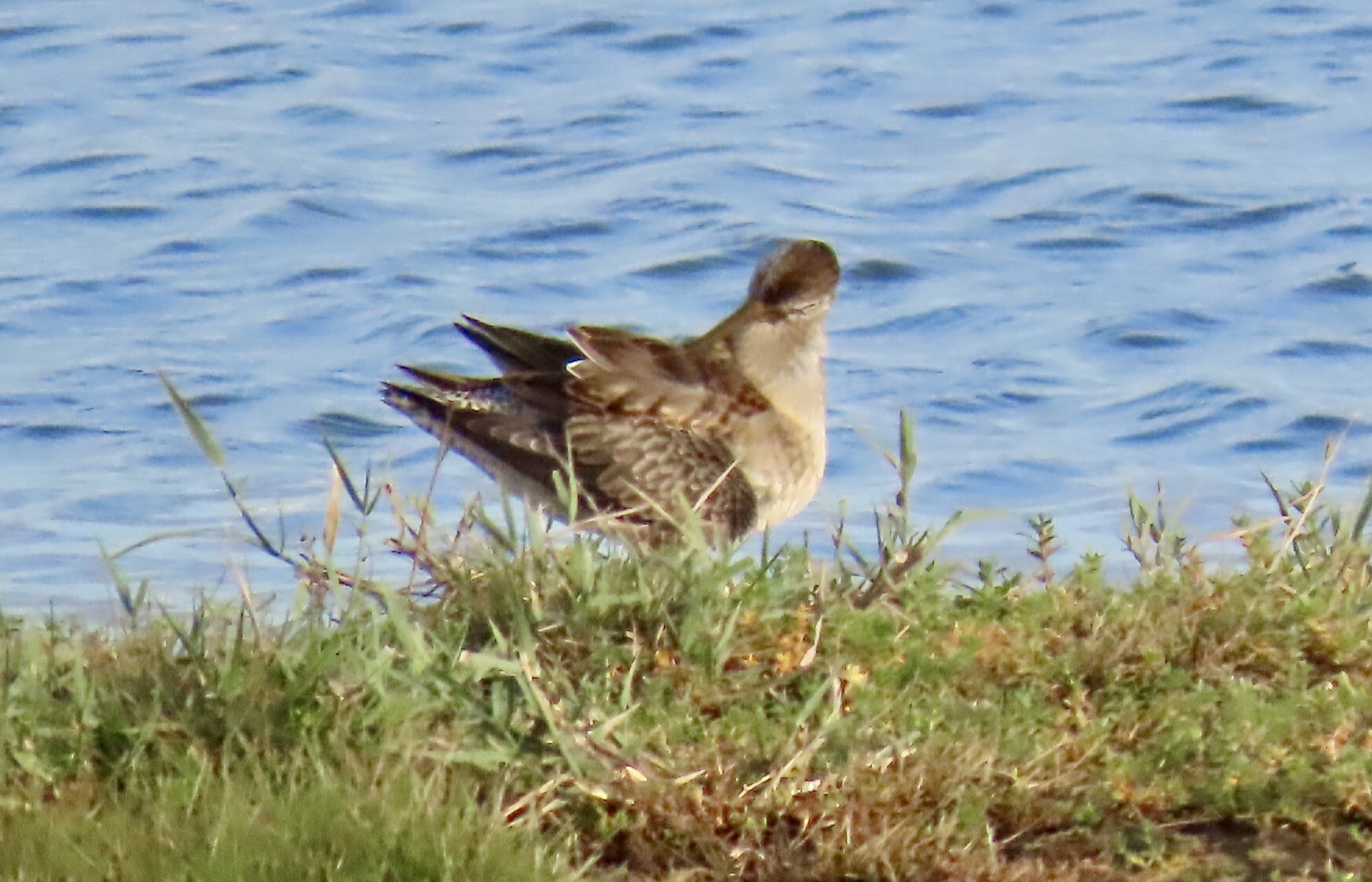 Long-billed Dowitcher - 21-10-2022