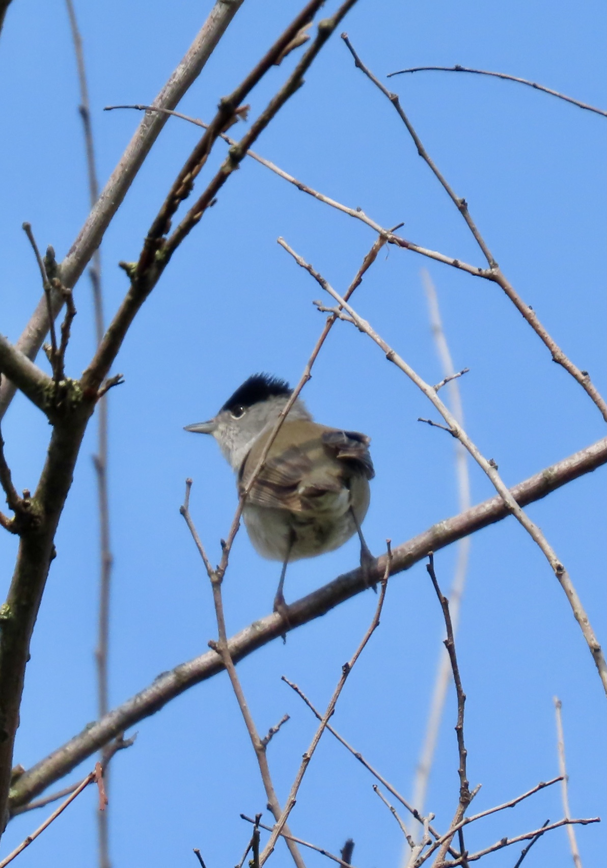 Blackcap - 30-04-2021