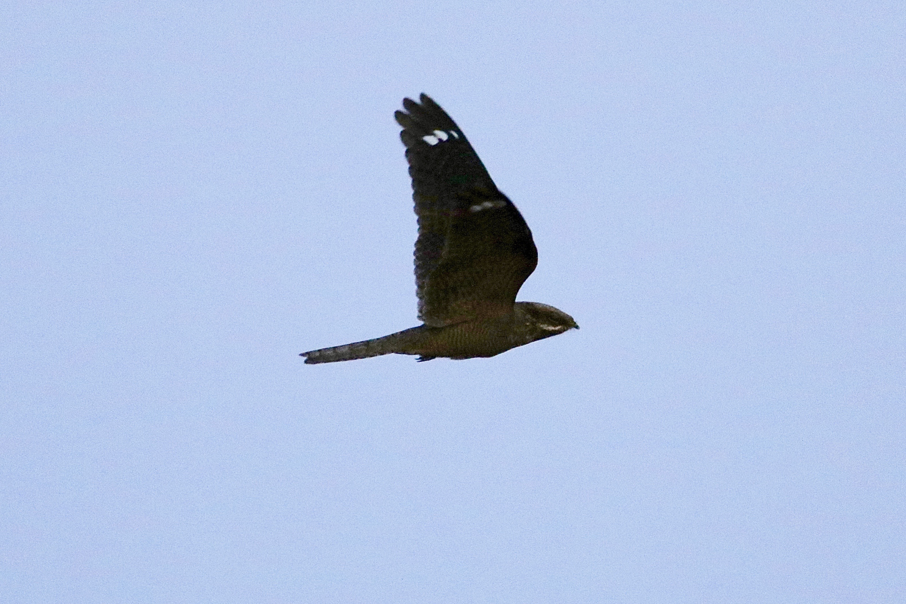 Nightjar - 01-06-2021