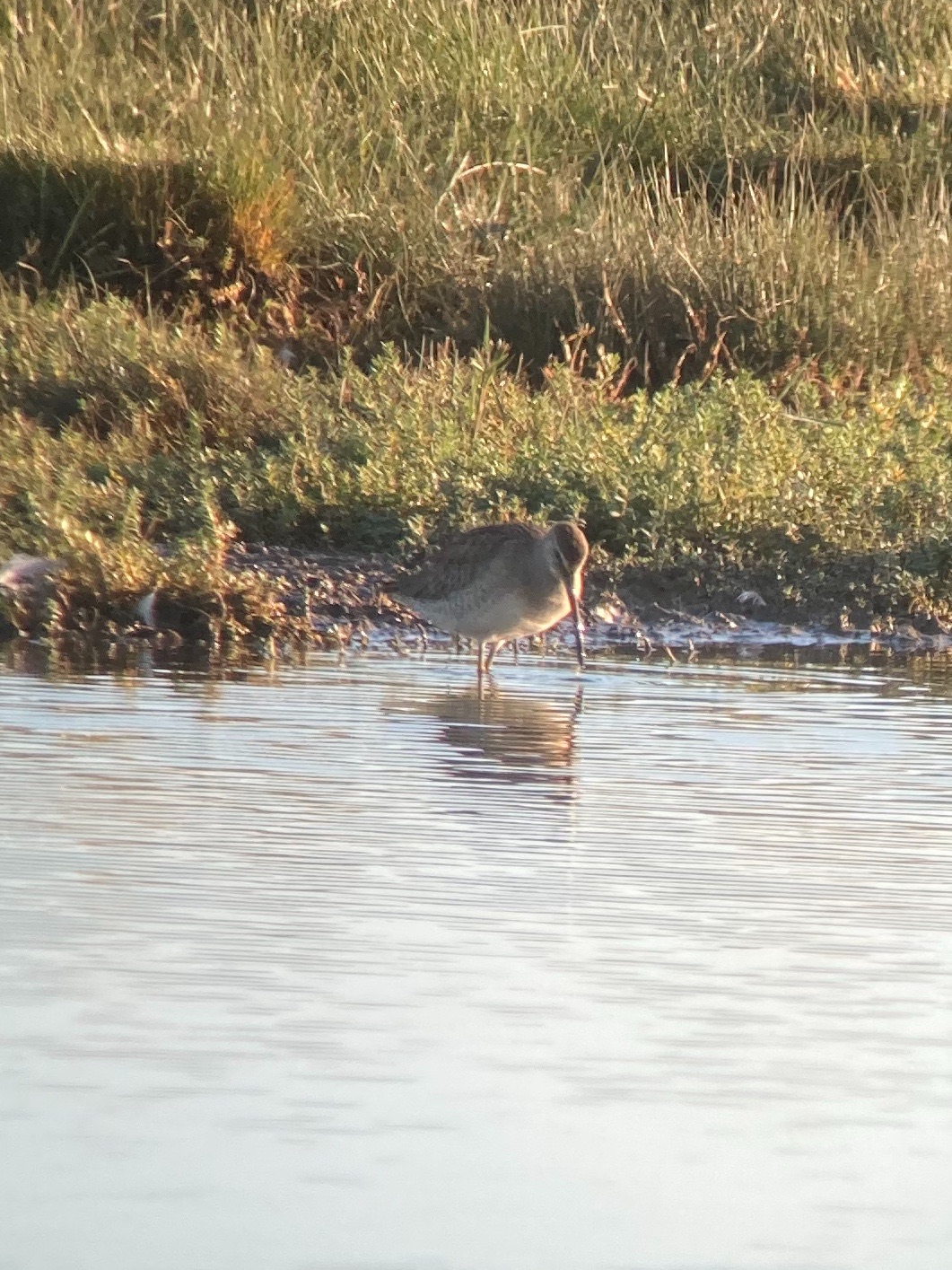 Long-billed Dowitcher - 18-10-2022