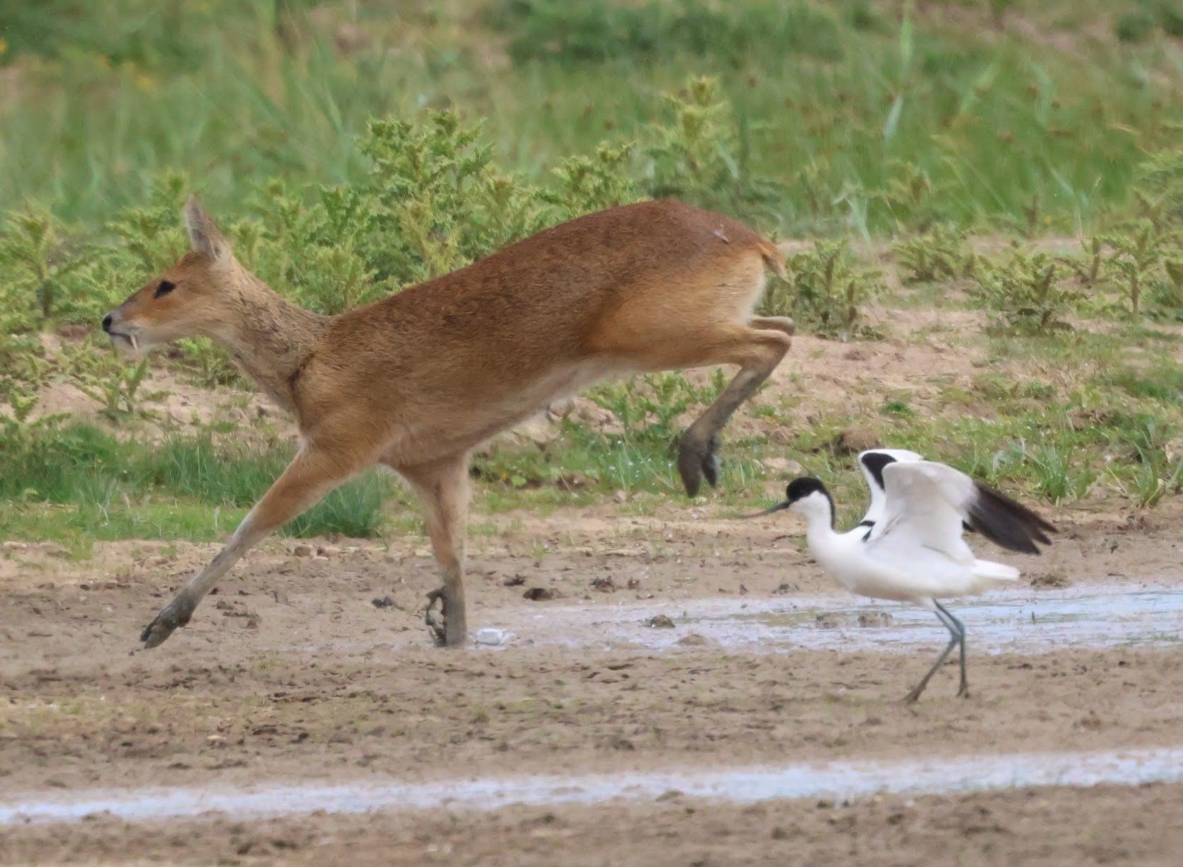 Chinese Water Deer - 08-06-2026