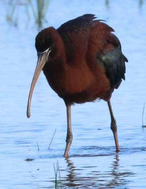 Glossy Ibis - 09-06-2026