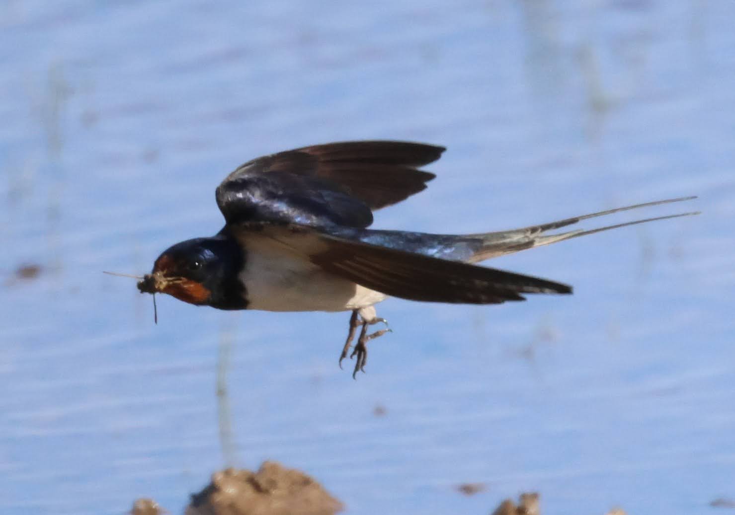 Swallow - 09-06-2026