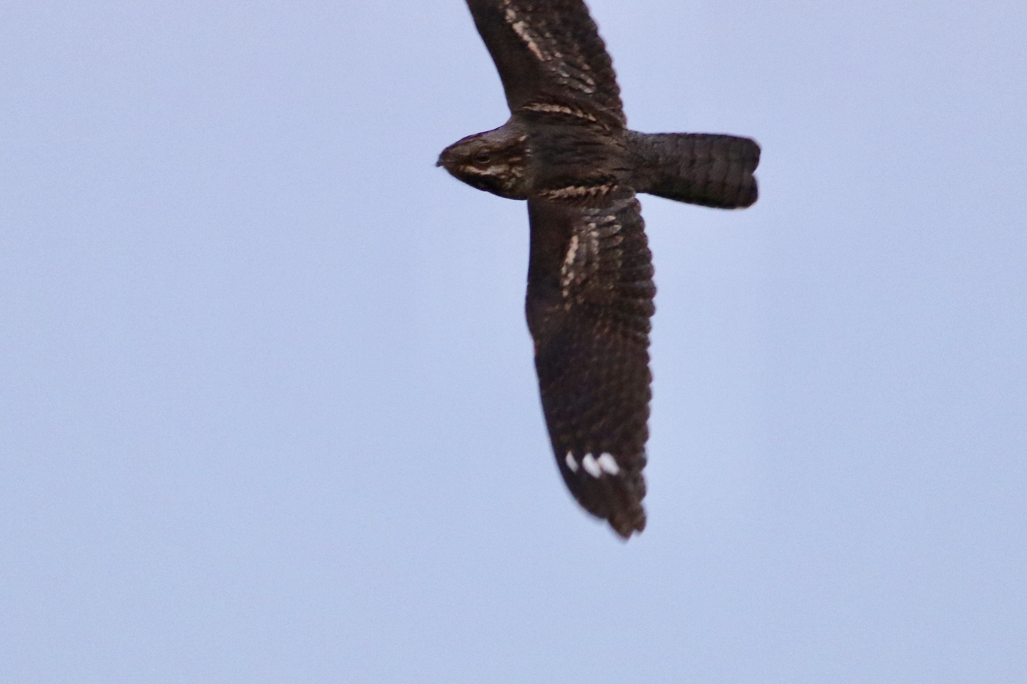 Nightjar - 01-06-2021