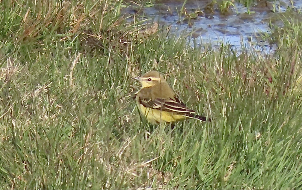 British Yellow Wagtail - 23-04-2021