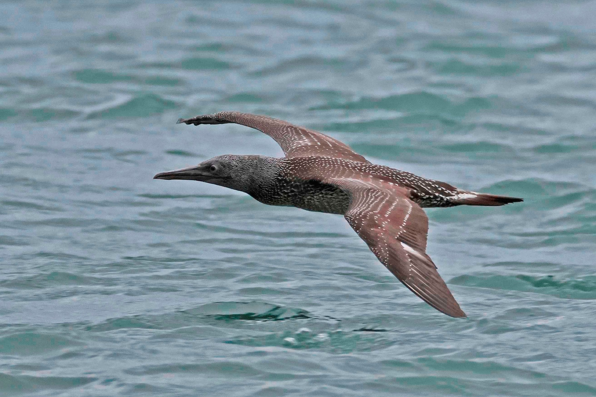 Gannet - 18-09-2025