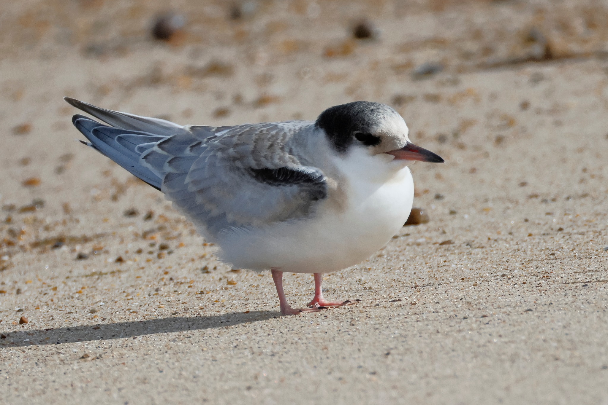 Common Tern - 18-09-2025