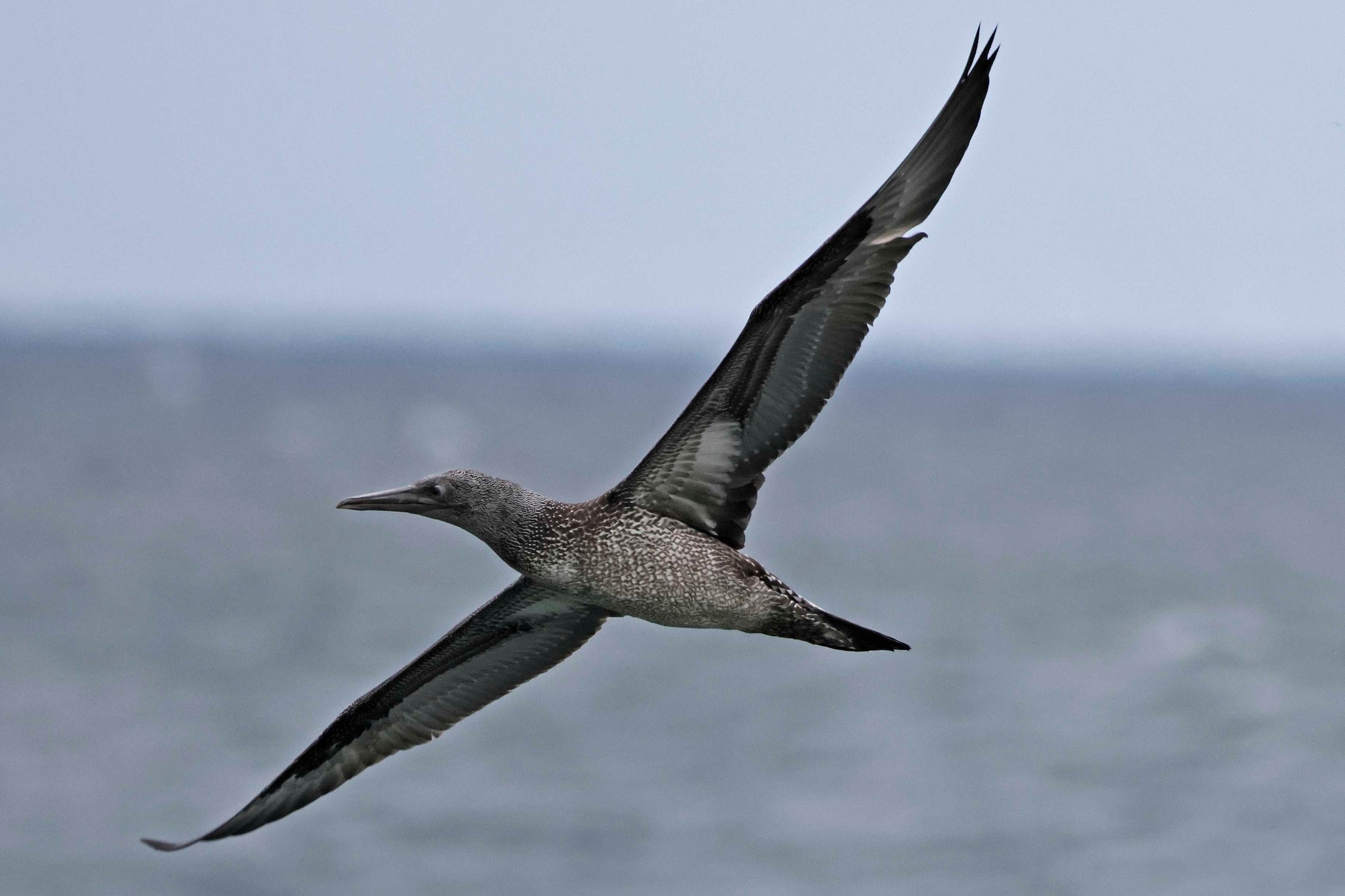 Gannet - 18-09-2025
