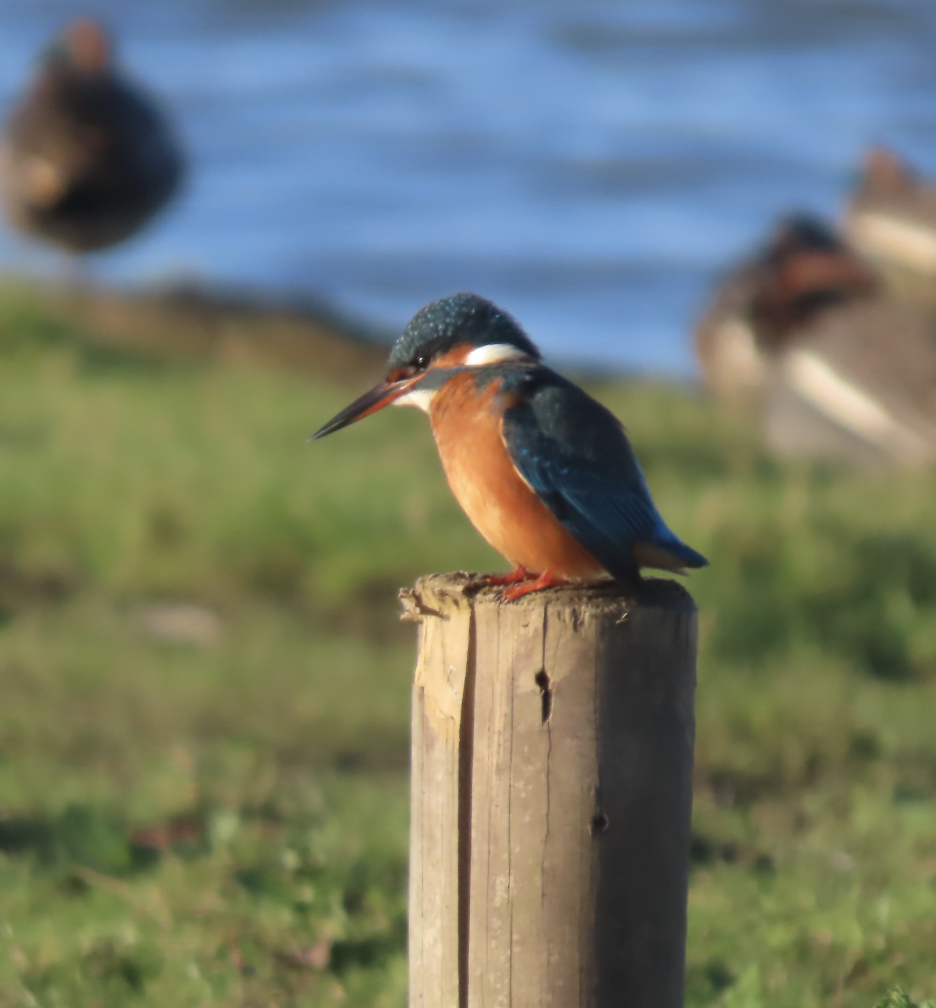 Kingfisher - 20-12-2022