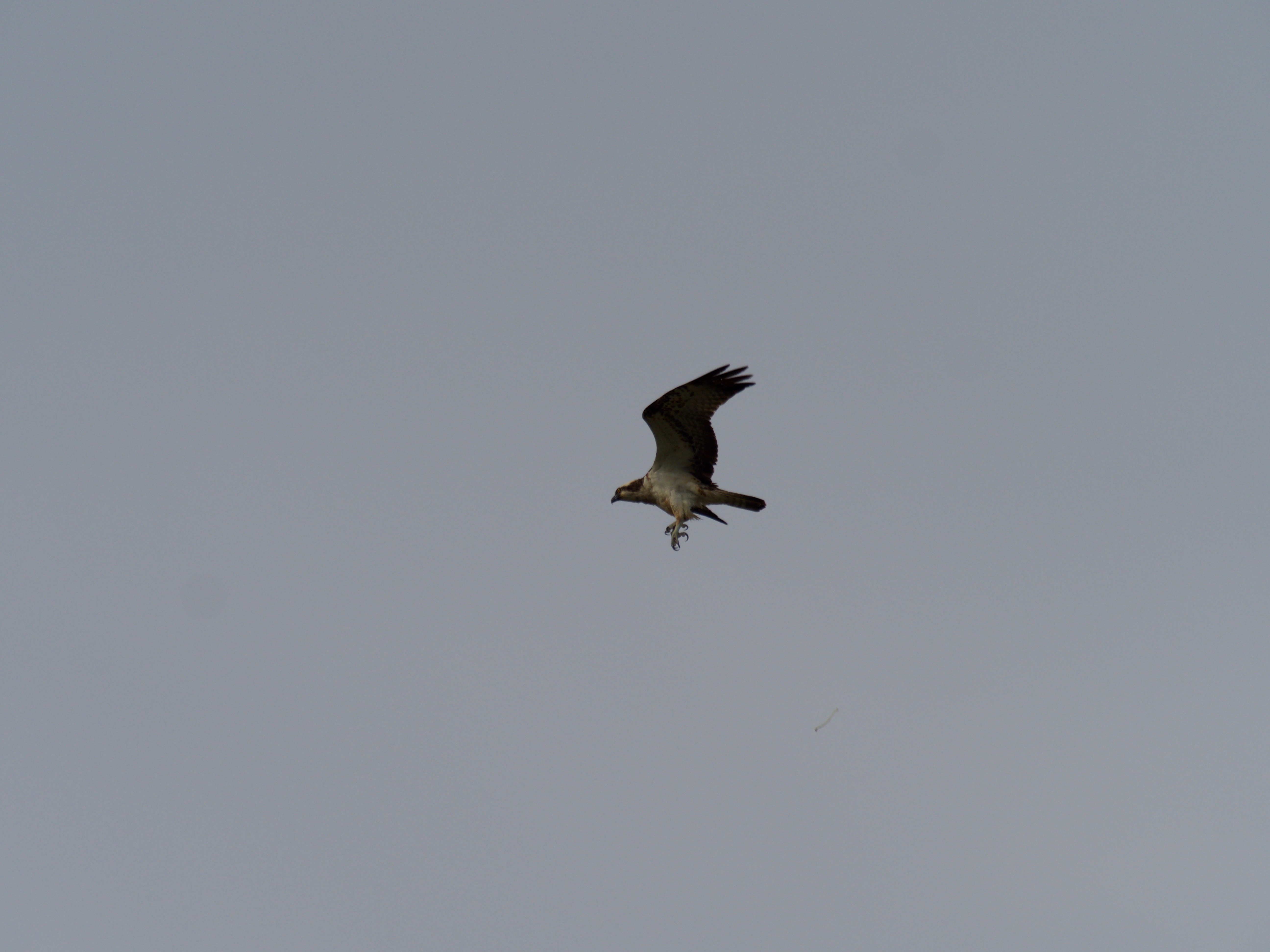 Osprey - 24-06-2021