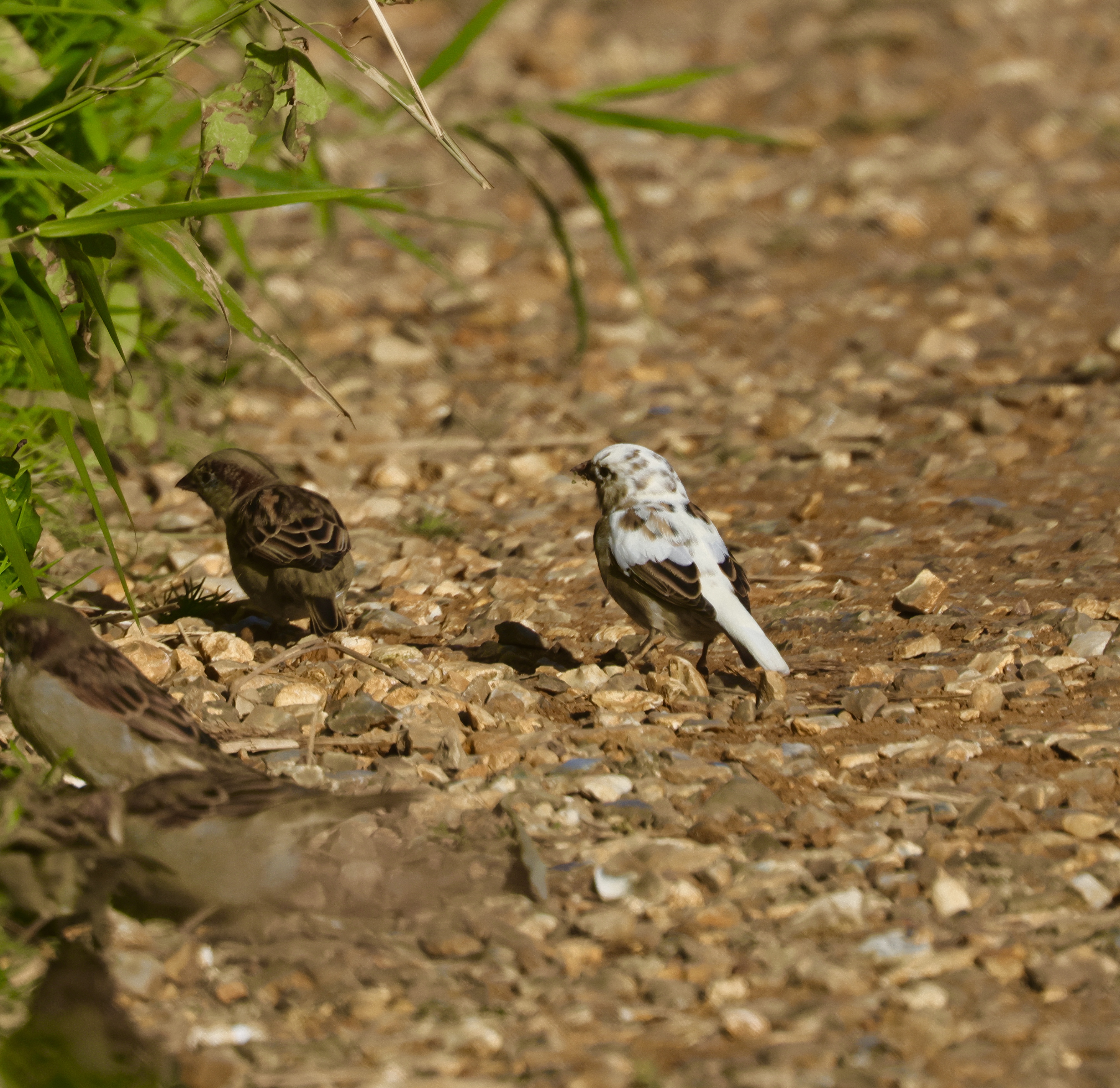 House Sparrow - 23-09-2025
