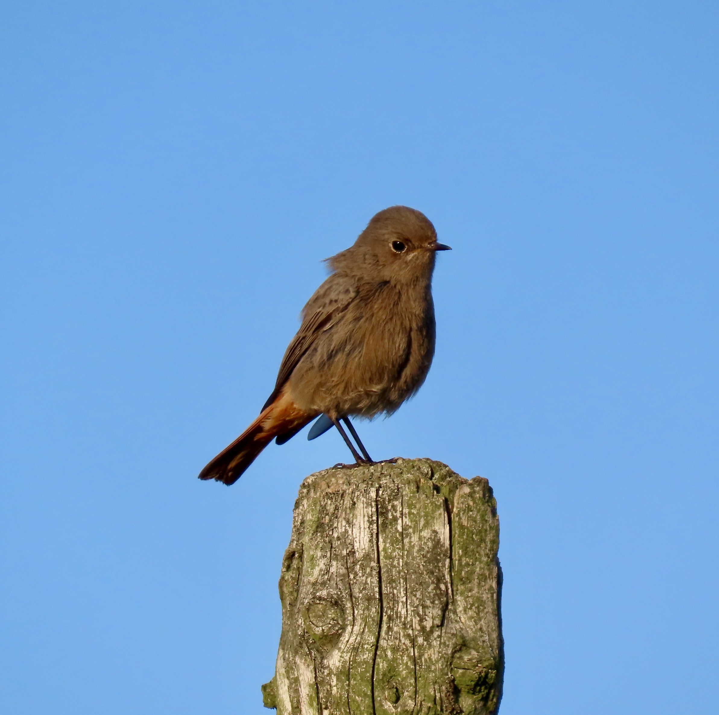 Black Redstart - 14-11-2022