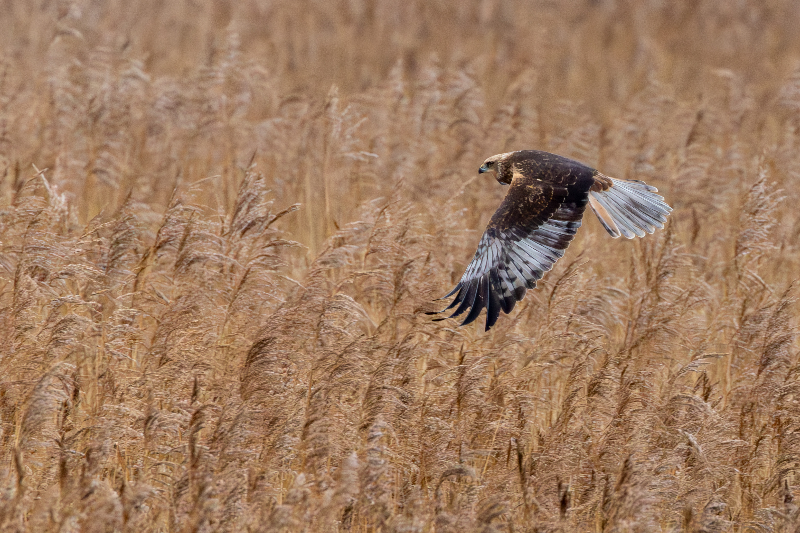 Marsh Harrier - 16-01-2025