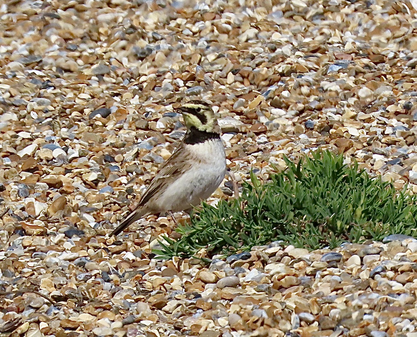 Shore Lark - 16-04-2021