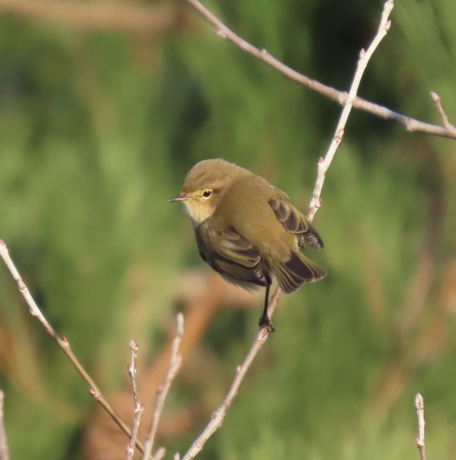 Chiffchaff (Scandinavian) - 14-11-2022