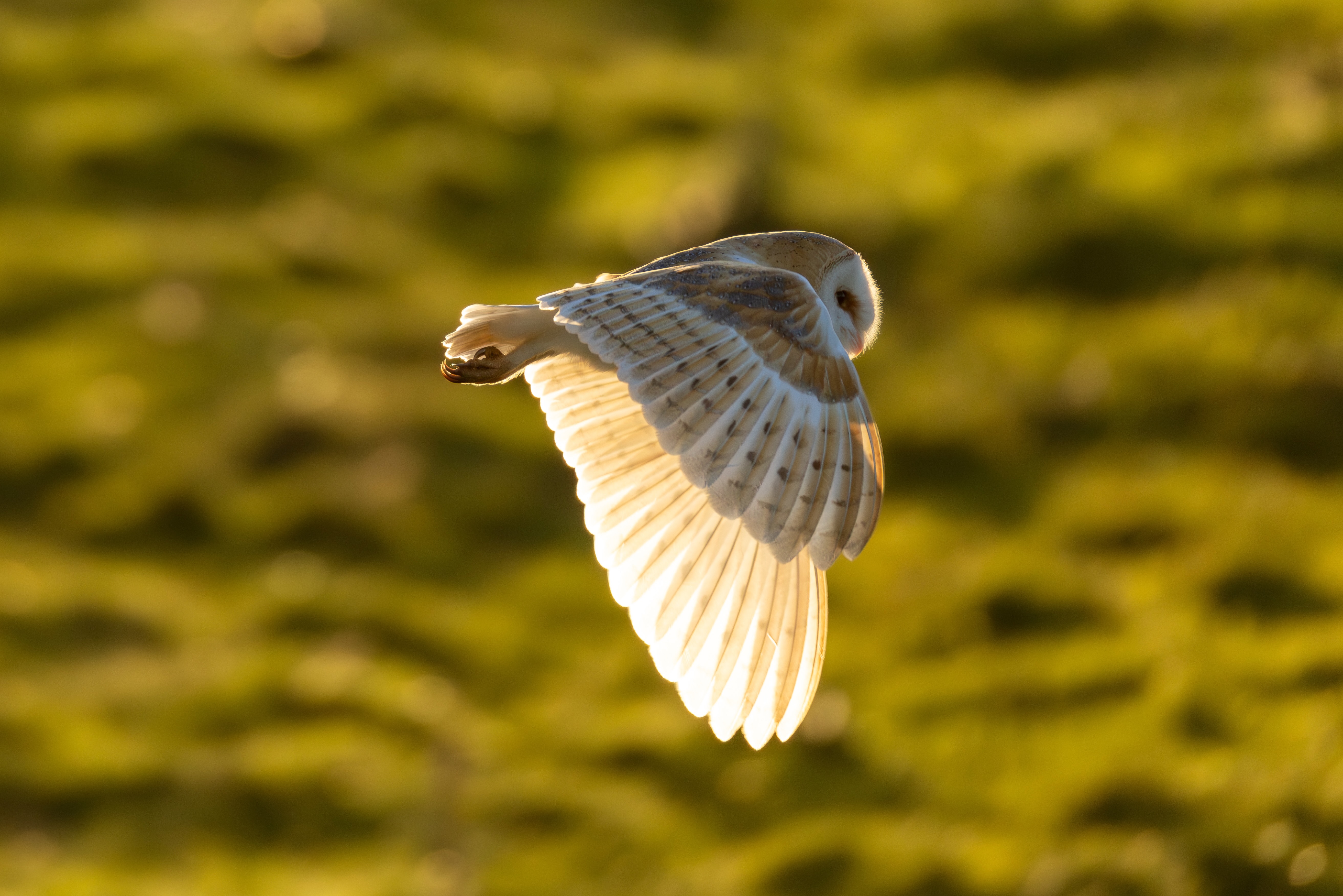 Barn Owl - 30-01-2025