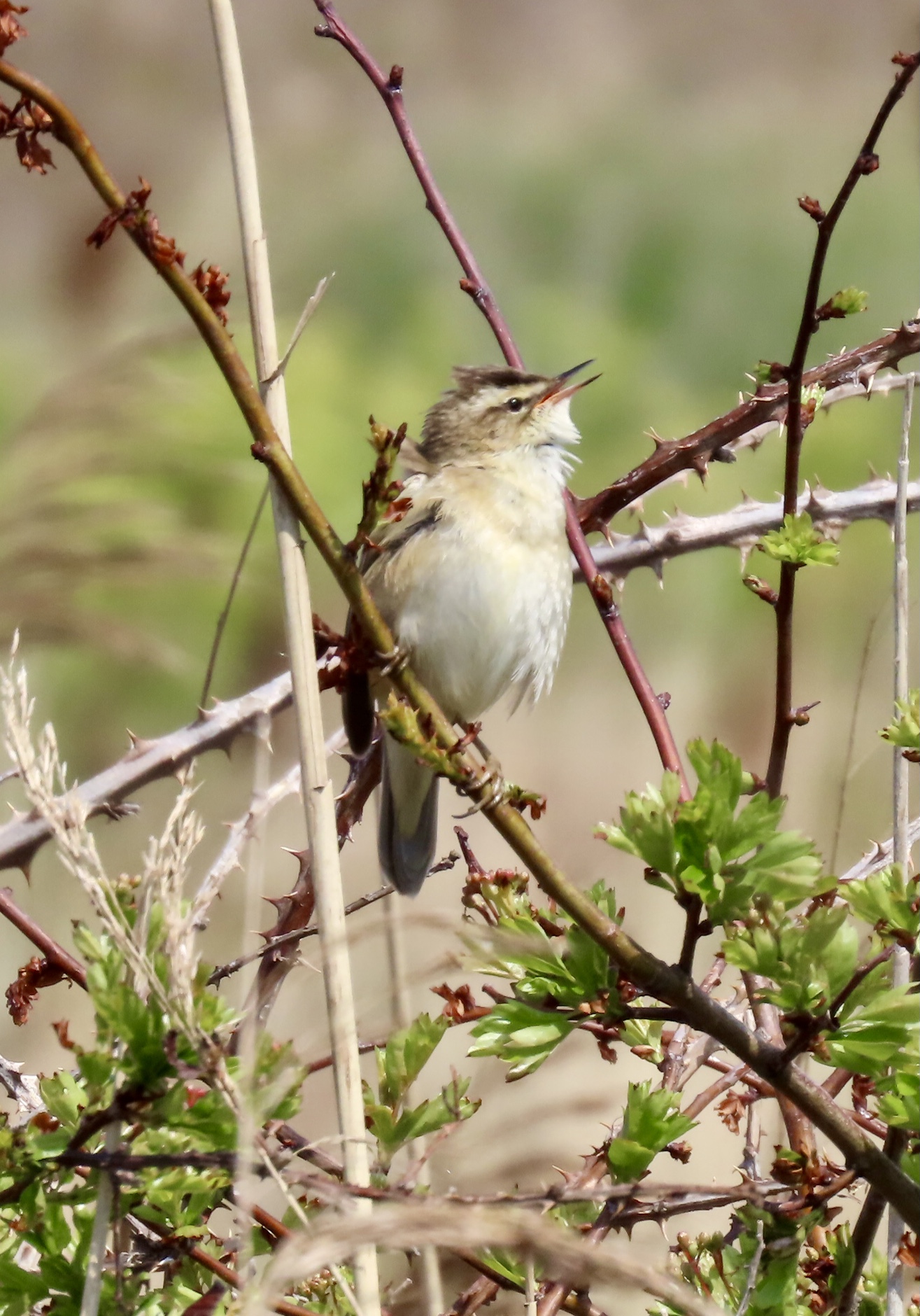 Sedge Warbler - 30-04-2021