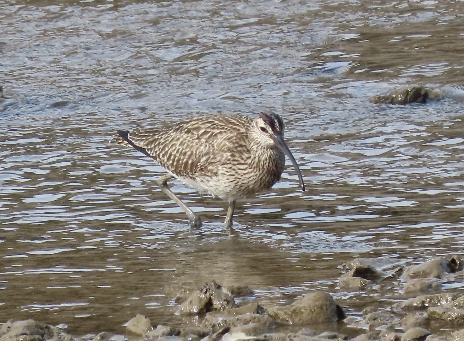 Whimbrel - 17-04-2021