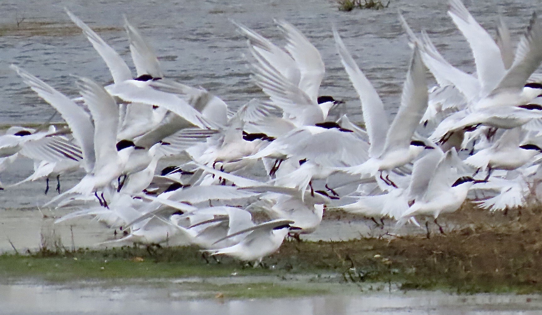 Sandwich Tern - 04-05-2021