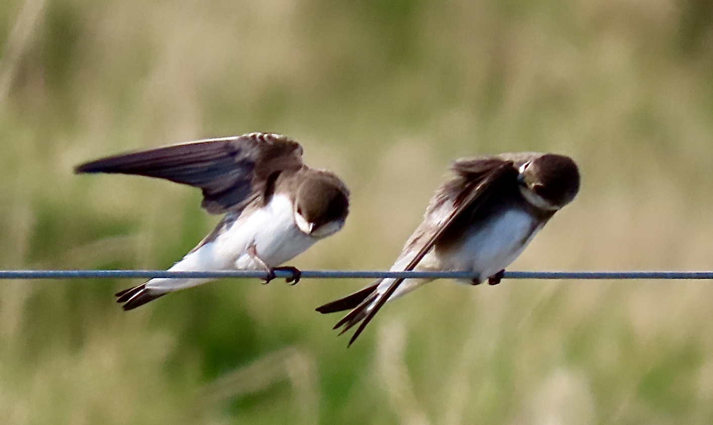 Sand Martin - 18-04-2021