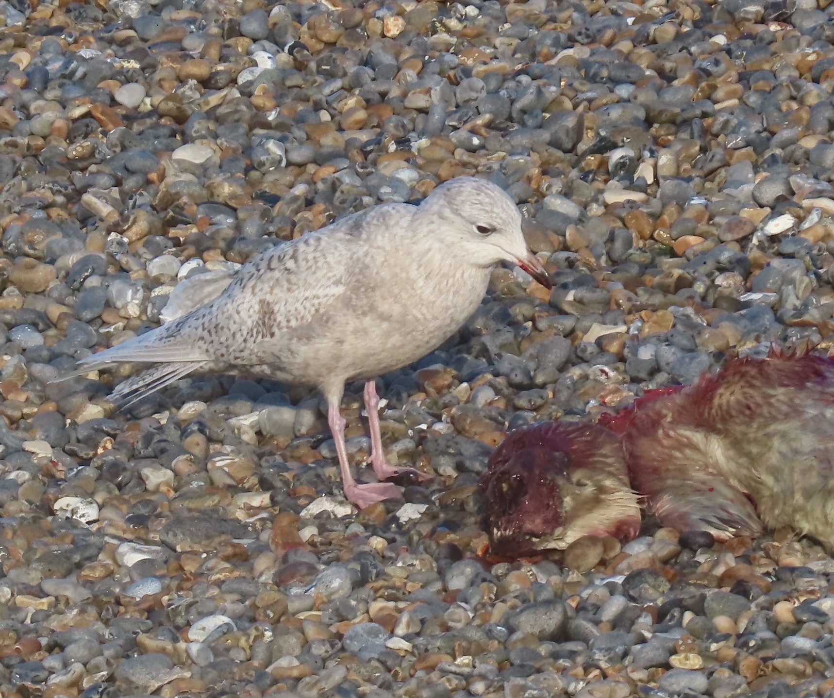 Iceland Gull - 14-12-2021