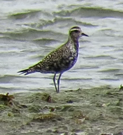 American Golden Plover - 02-08-2023