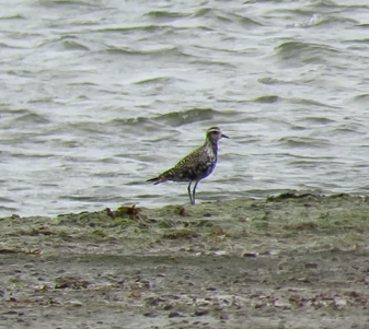 American Golden Plover - 02-08-2023