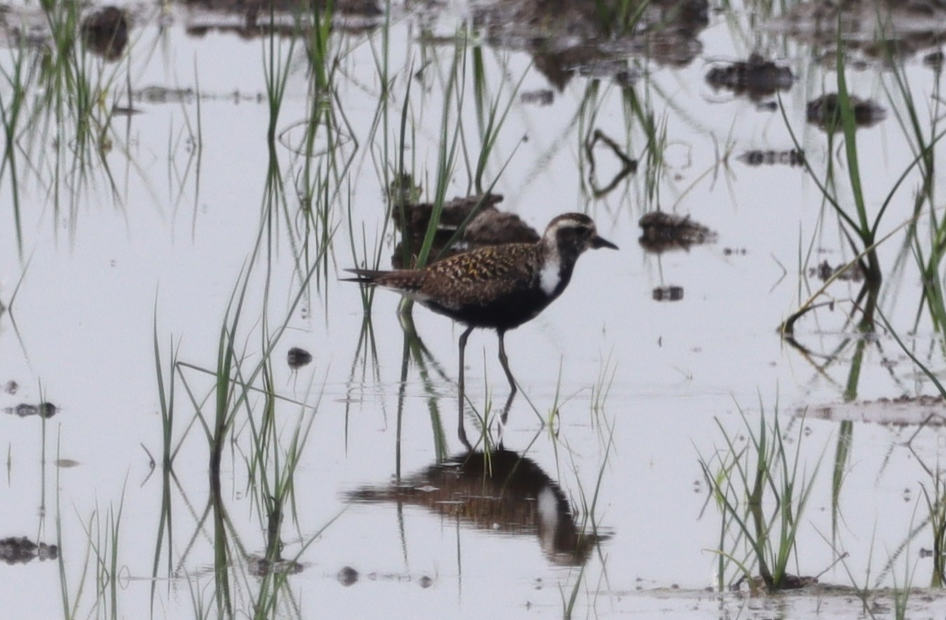 American Golden Plover - 18-06-2023