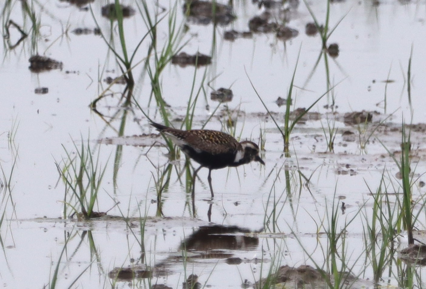 American Golden Plover - 18-06-2023