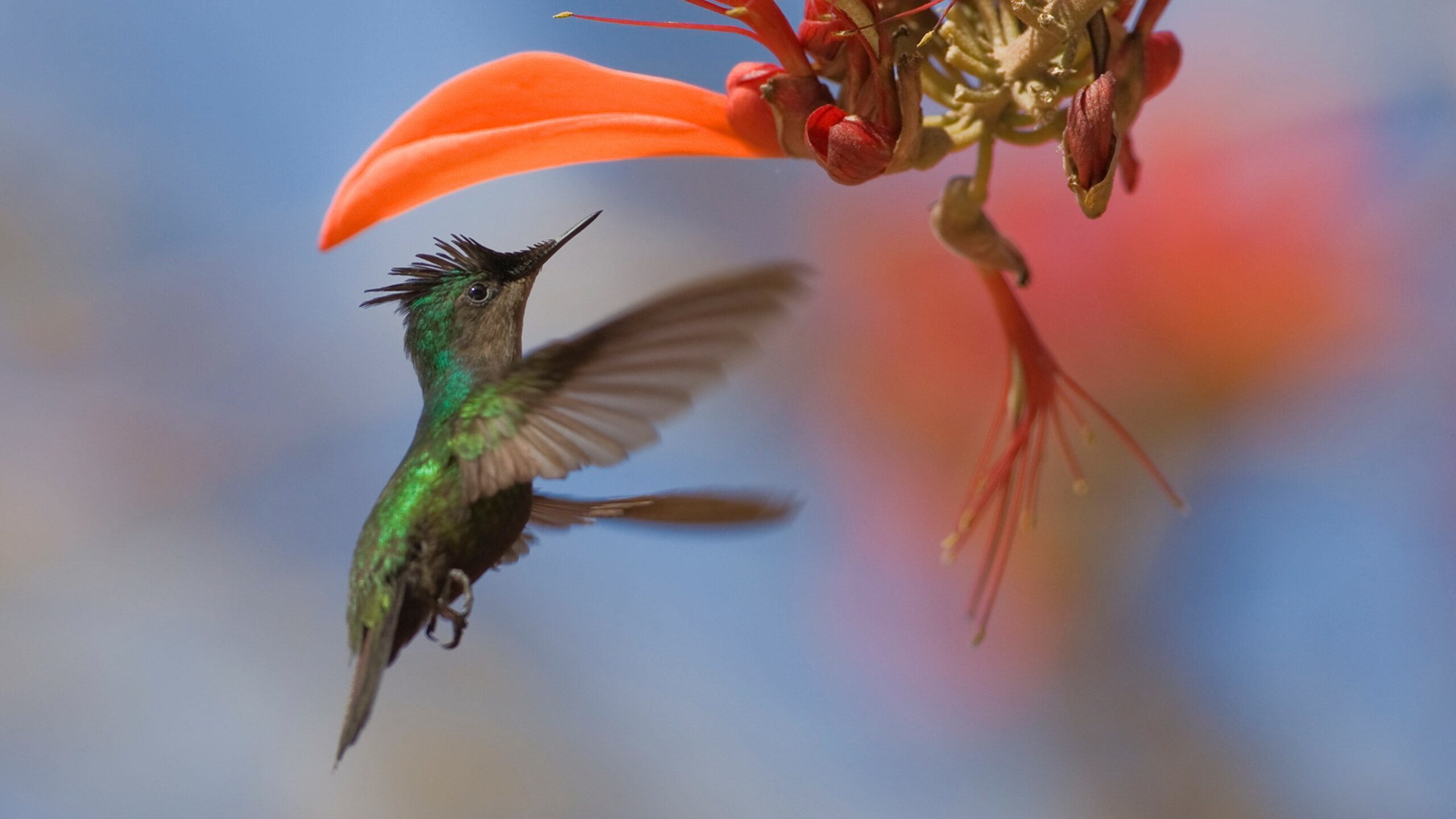 A hummingbird hovers in front of a flower