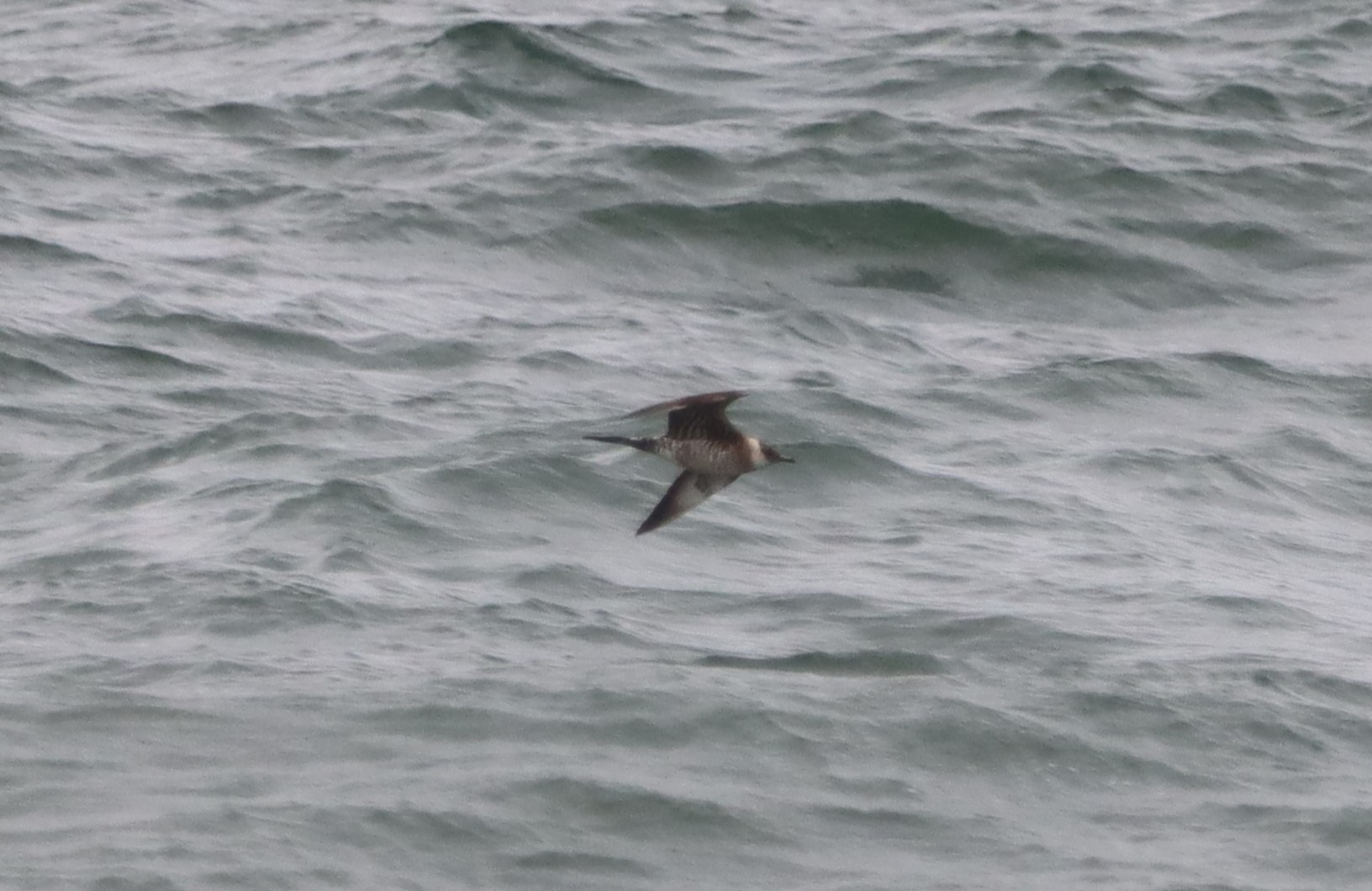 Arctic Skua - 18-08-2023