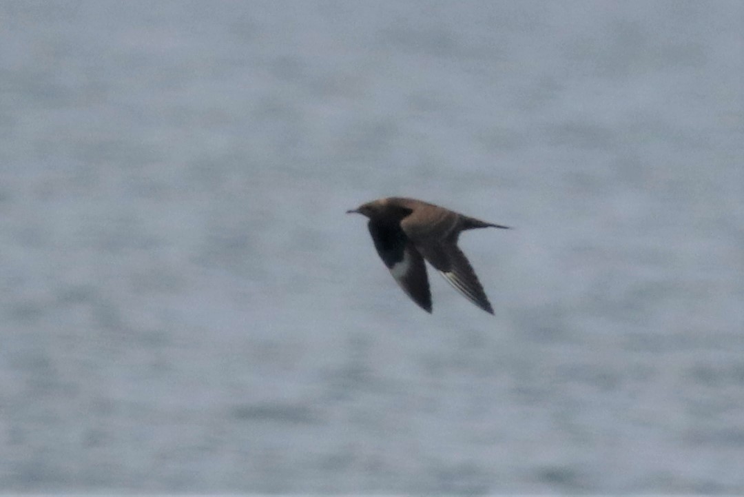 Arctic Skua - 11-09-2021