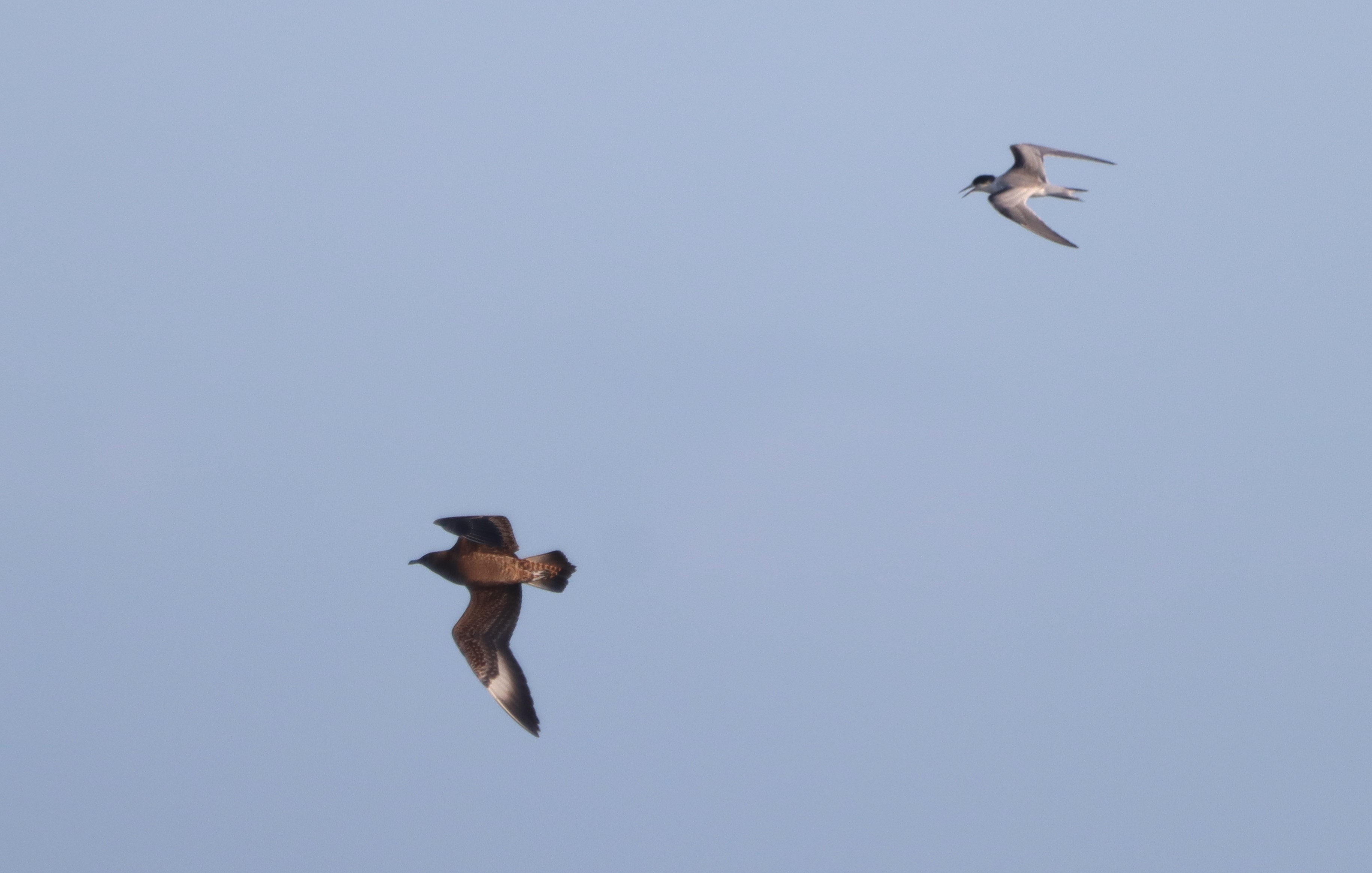 Arctic Skua - 14-10-2023