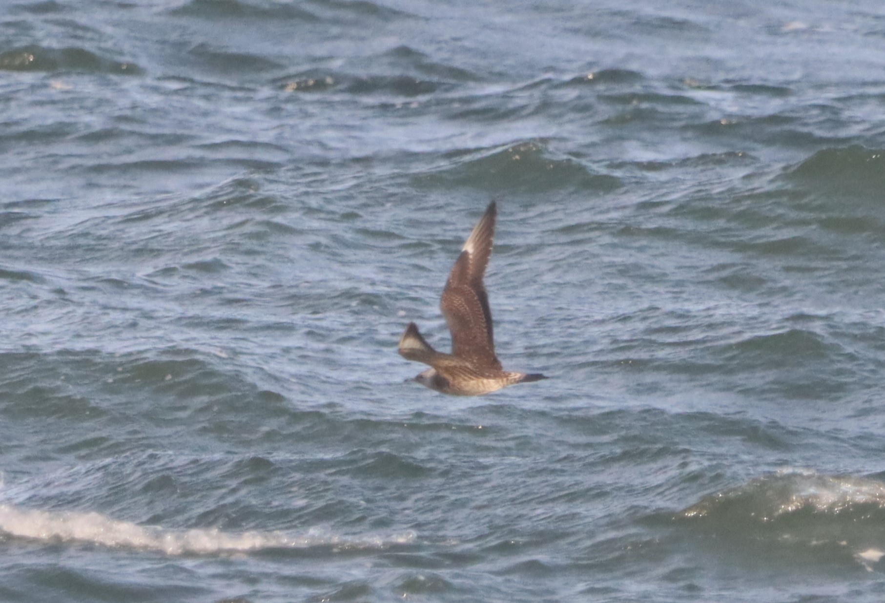 Arctic Skua - 14-10-2023