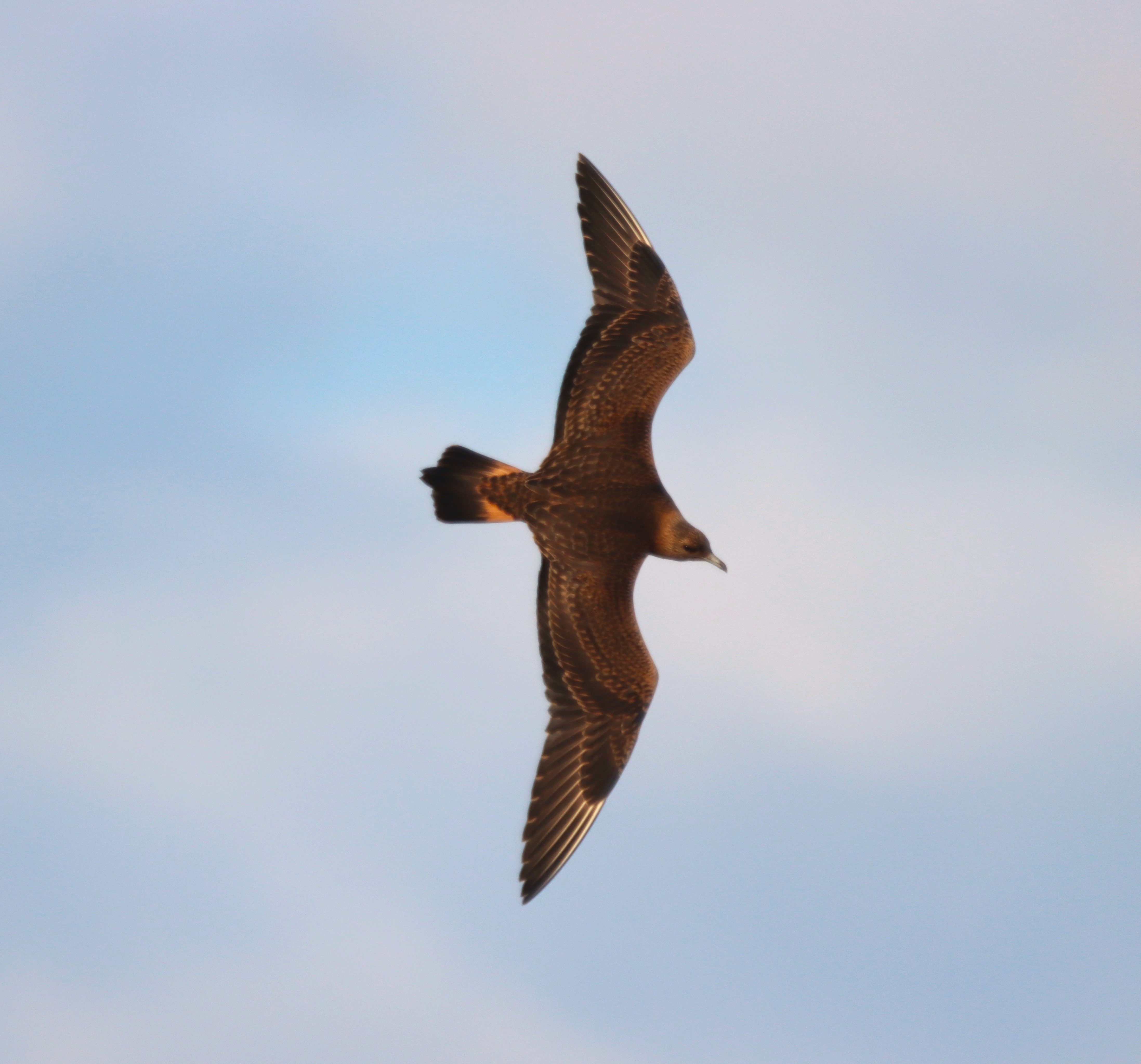 Arctic Skua - 14-10-2023