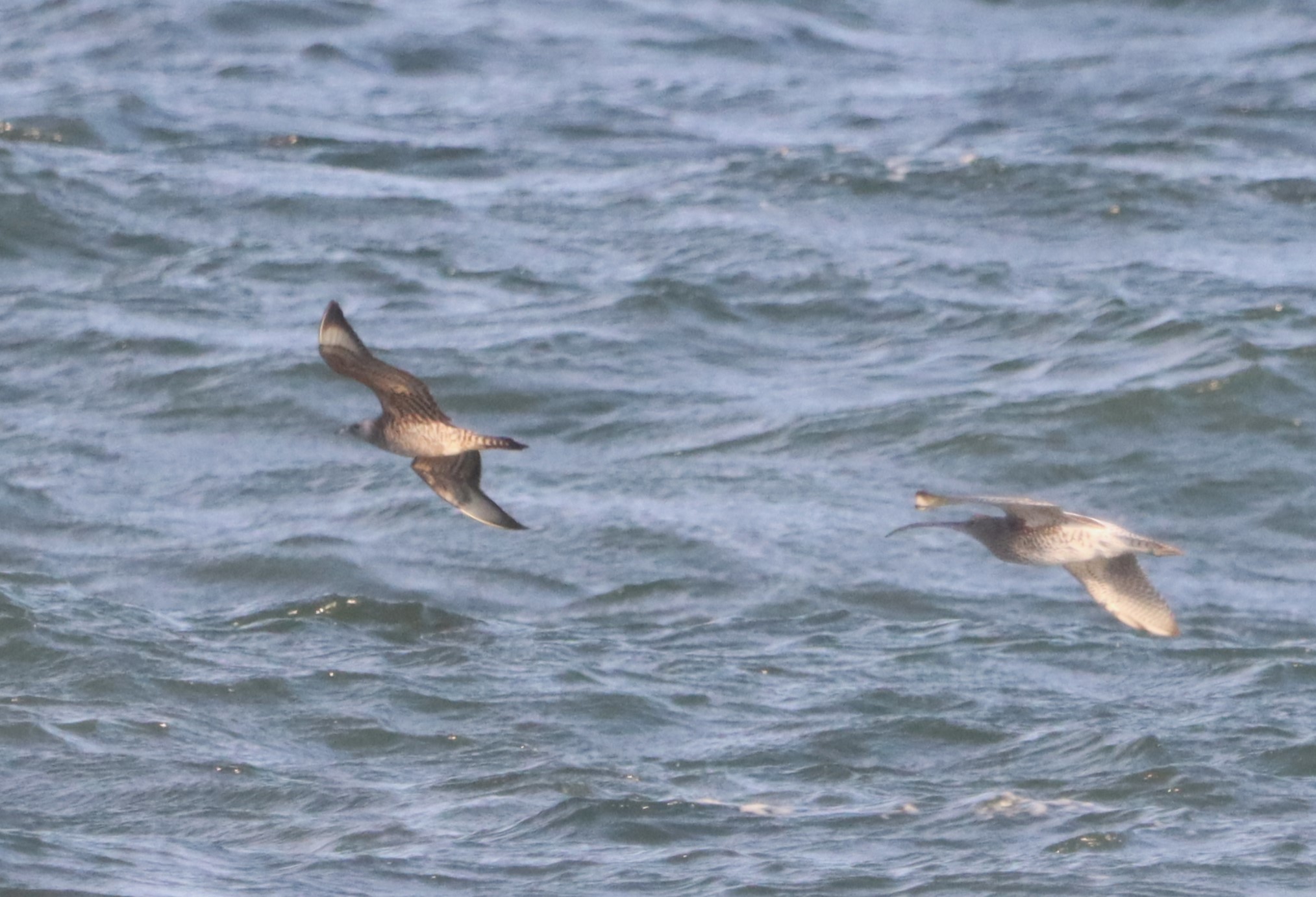 Arctic Skua - 14-10-2023