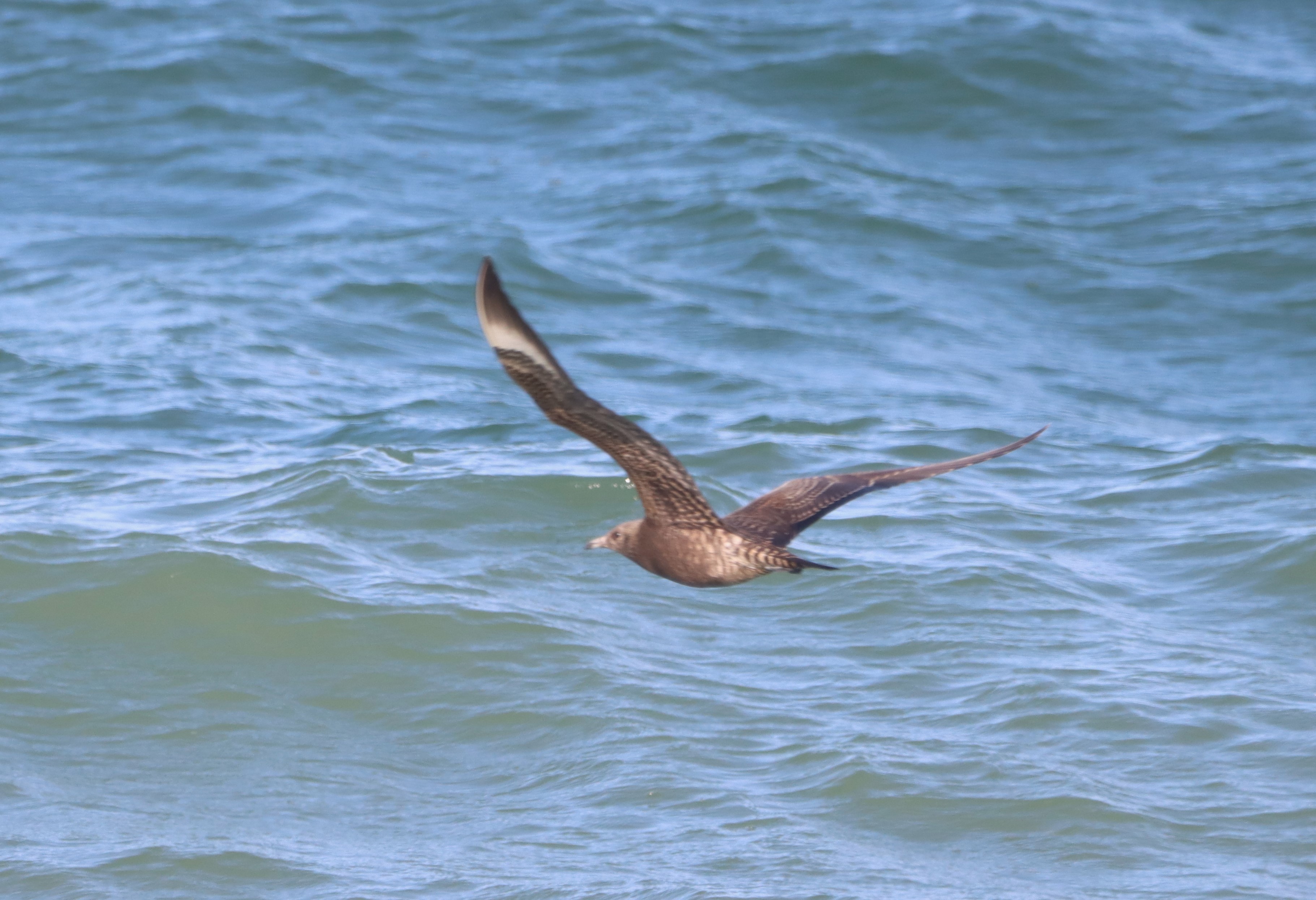 Arctic Skua - 16-10-2026