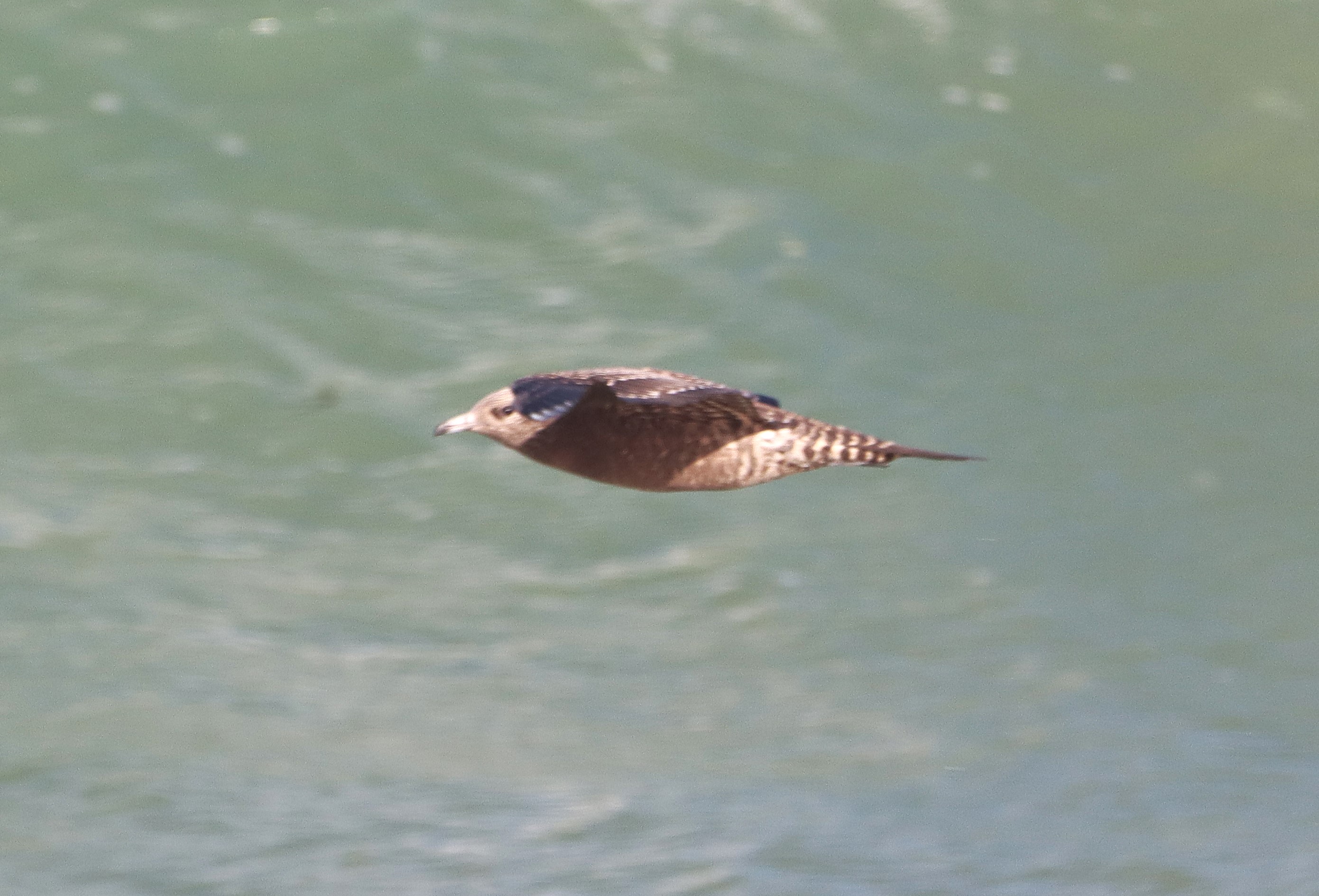 Arctic Skua - 16-10-2026
